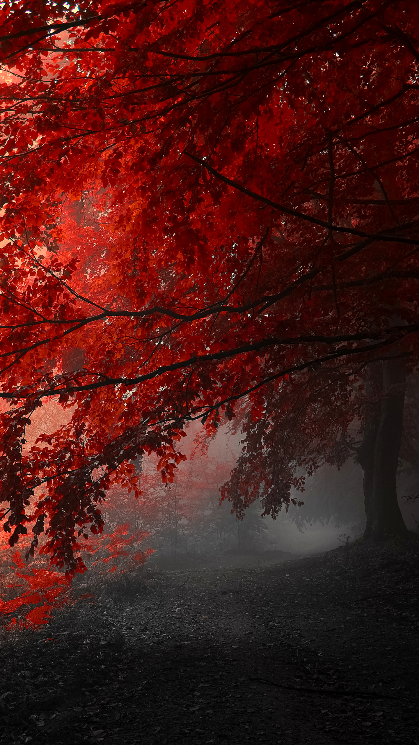 Скачать картинку Деревья, Осень, Лес, Дерево, Падать, Земля/природа в телефон бесплатно.