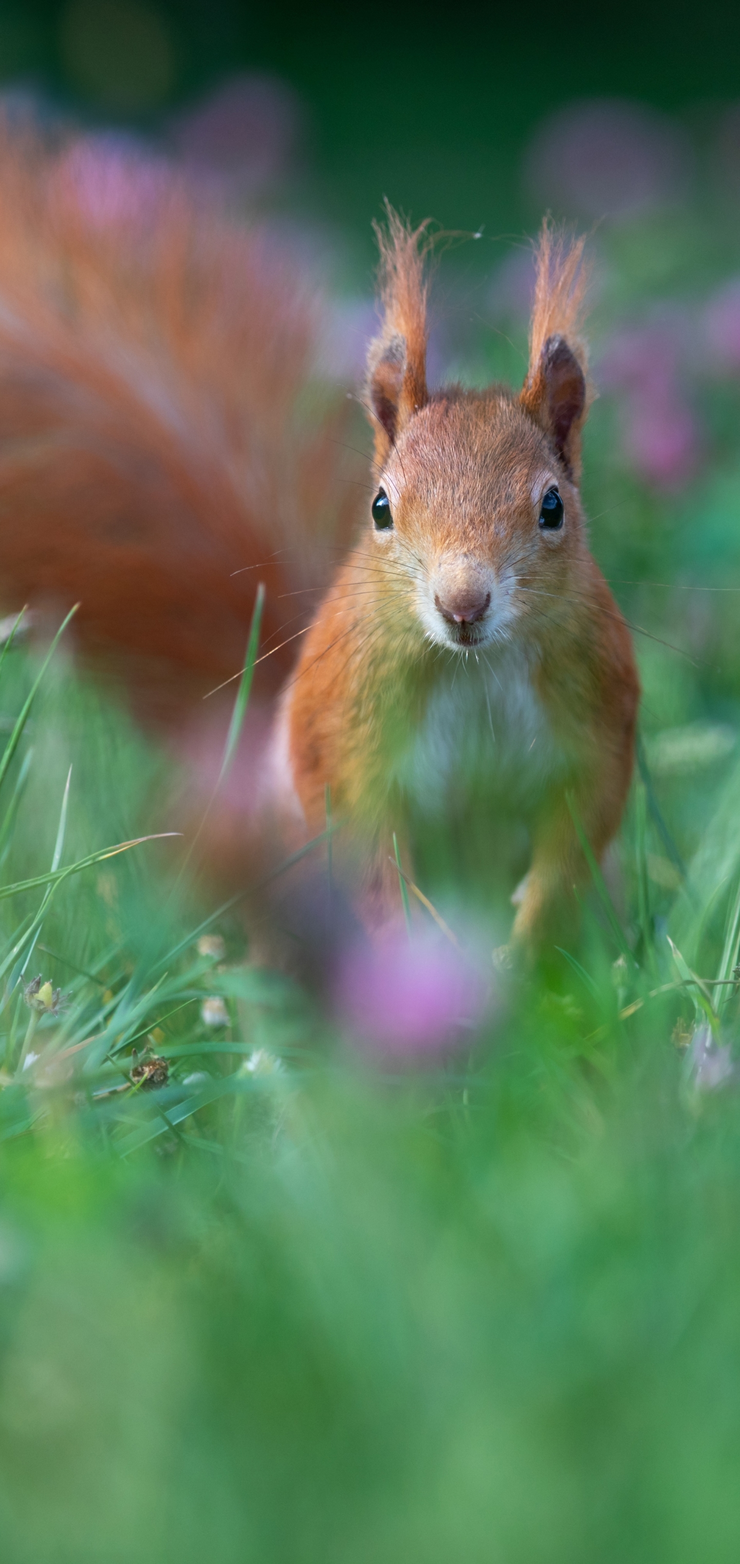 Download mobile wallpaper Squirrel, Animal, Rodent for free.