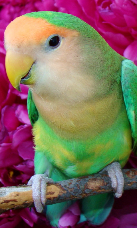 Download mobile wallpaper Birds, Animal, Lovebird for free.