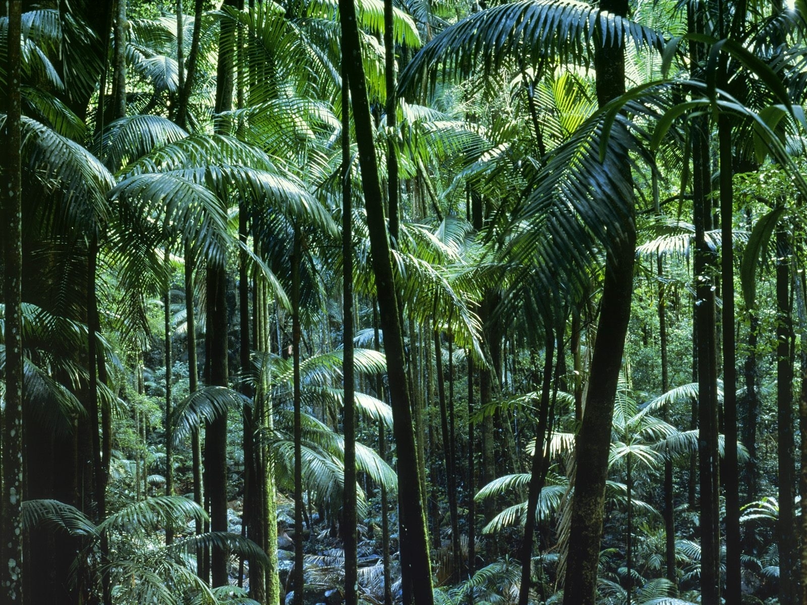 872178 descargar imagen tierra/naturaleza, jungla, bosque, verde, naturaleza, árbol, vegetación: fondos de pantalla y protectores de pantalla gratis