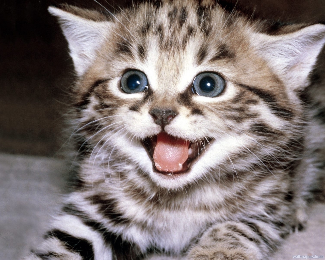 269 descargar fondo de pantalla animales, gatos: protectores de pantalla e imágenes gratis