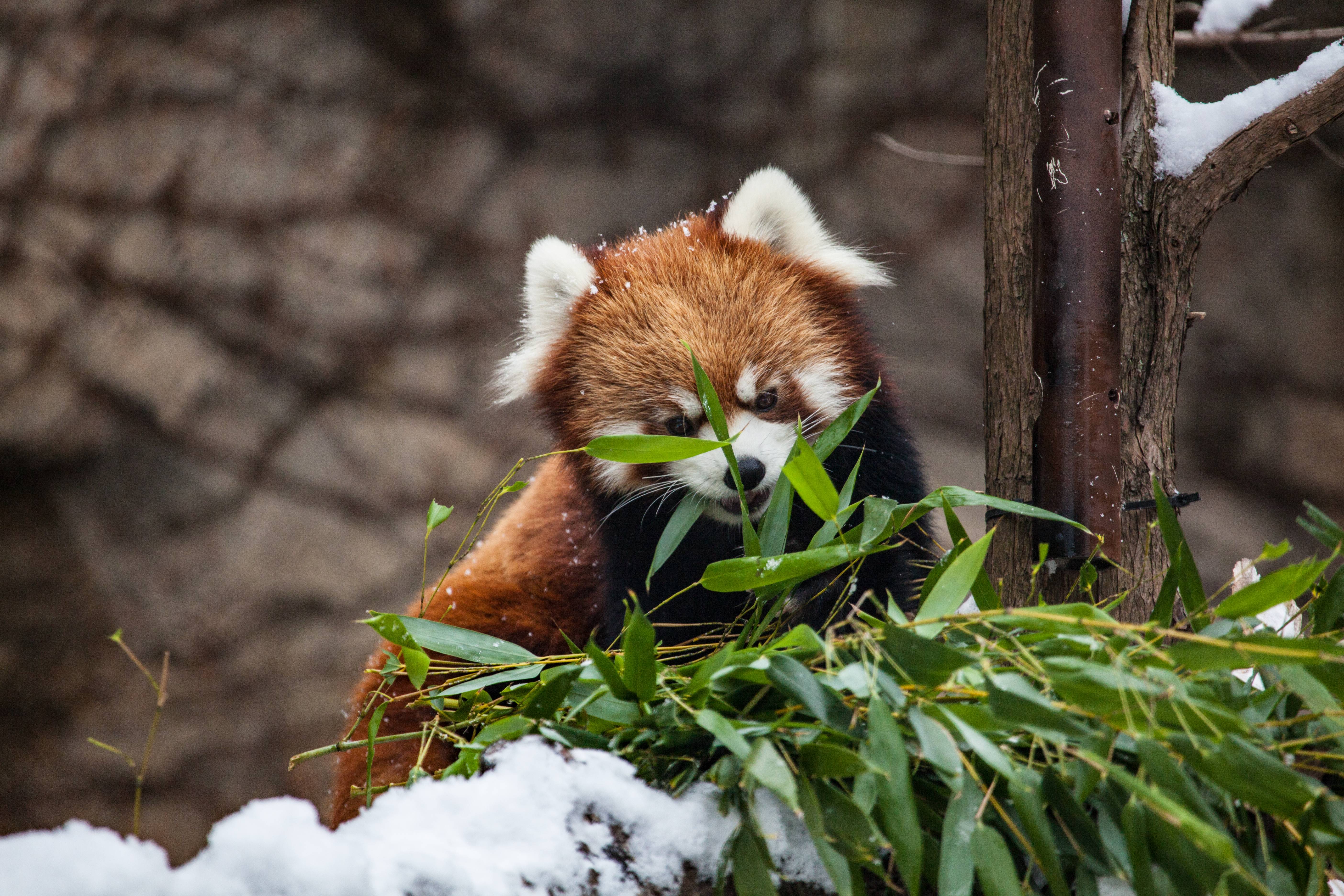 Téléchargez gratuitement l'image Animaux, Chicago, Zoo, Panda Roux sur le bureau de votre PC