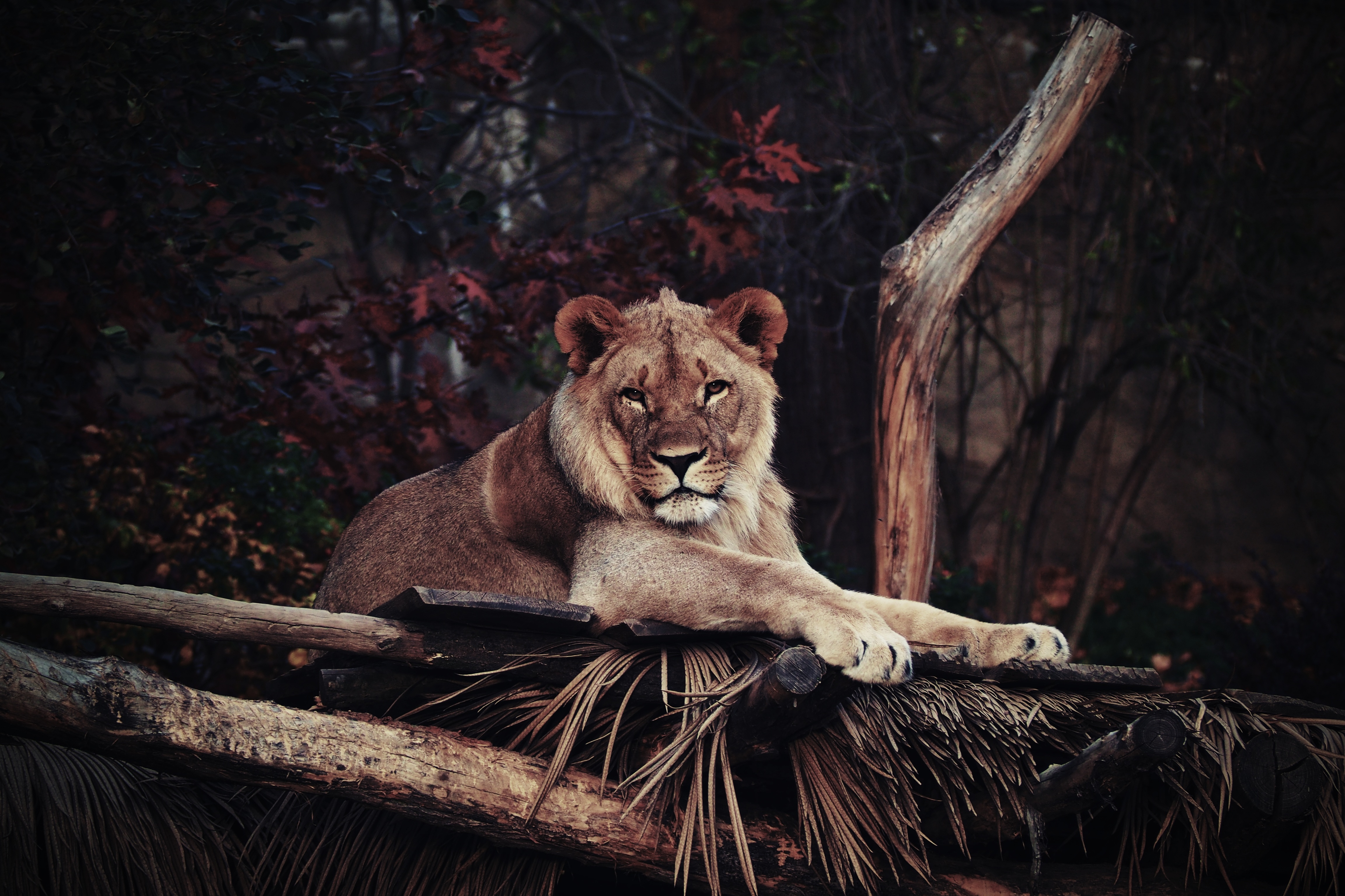 111694 descargar imagen un leon, animales, mentiras, león, depredador, rey de las bestias: fondos de pantalla y protectores de pantalla gratis