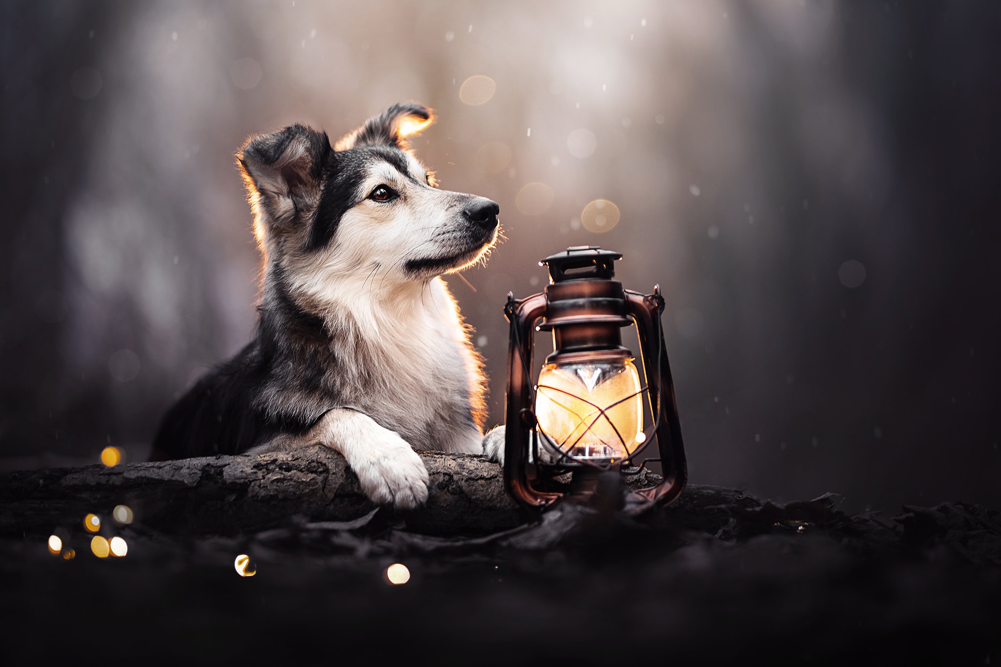 Free download wallpaper Dogs, Dog, Lantern, Animal, Puppy, Baby Animal on your PC desktop