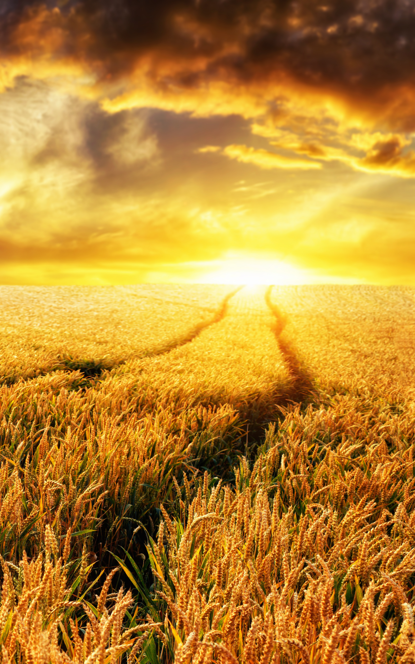 Download mobile wallpaper Landscape, Nature, Summer, Wheat, Sunrise, Earth, Field for free.