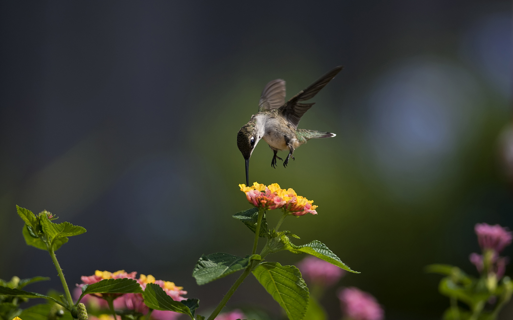 Free download wallpaper Hummingbird, Birds, Animal on your PC desktop