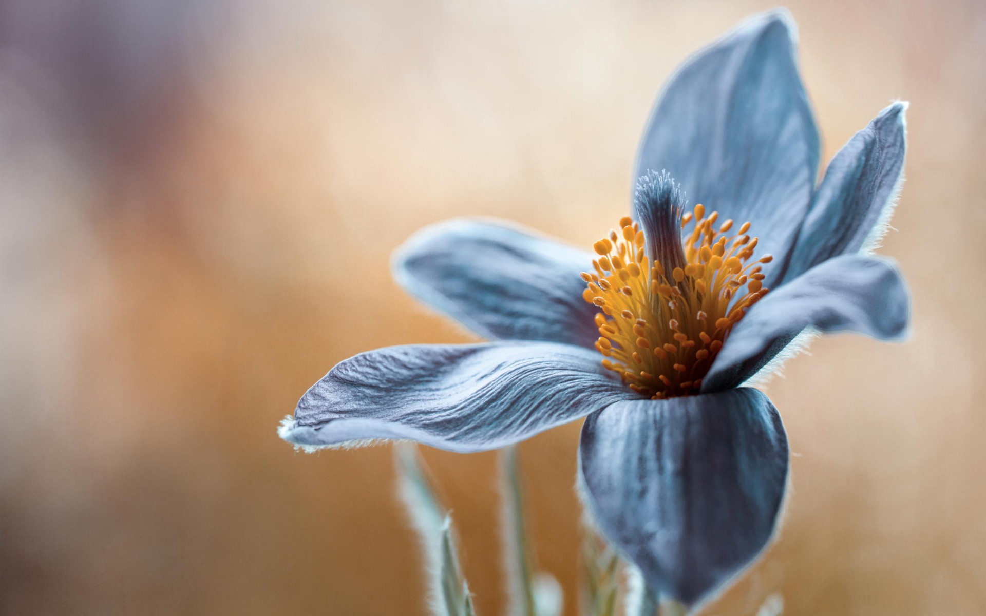 Handy-Wallpaper Blumen, Blume, Erde/natur kostenlos herunterladen.