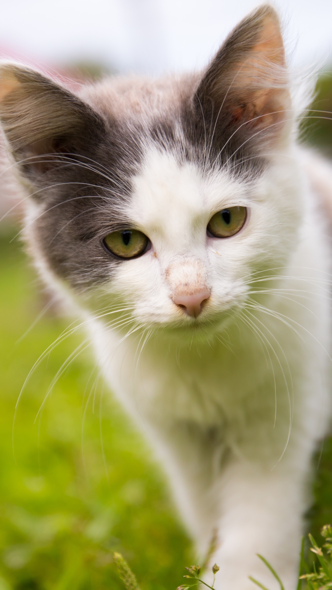 Download mobile wallpaper Cats, Cat, Kitten, Animal, Baby Animal, Depth Of Field for free.