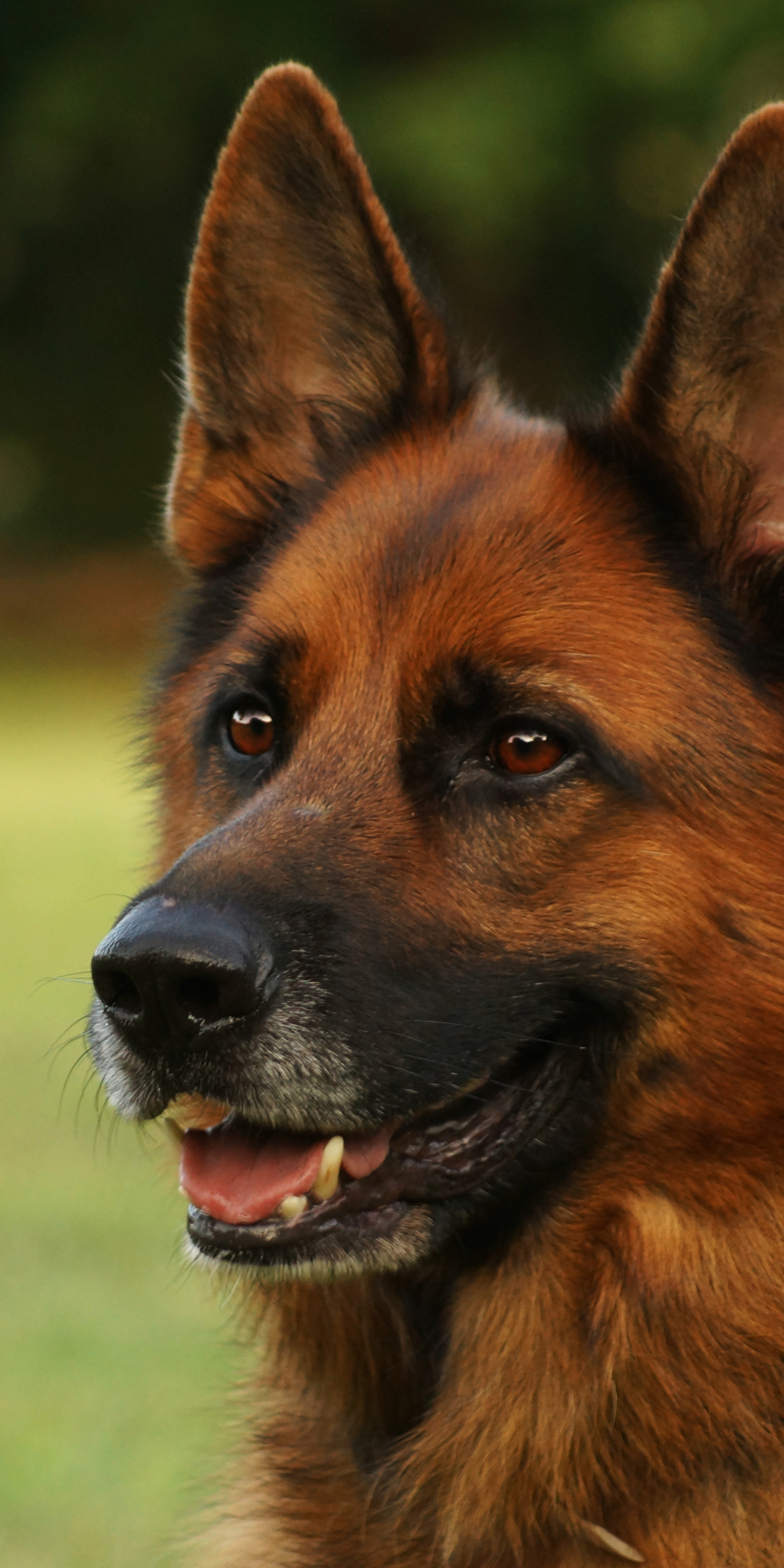 Download mobile wallpaper Dogs, Dog, Muzzle, Animal, German Shepherd for free.