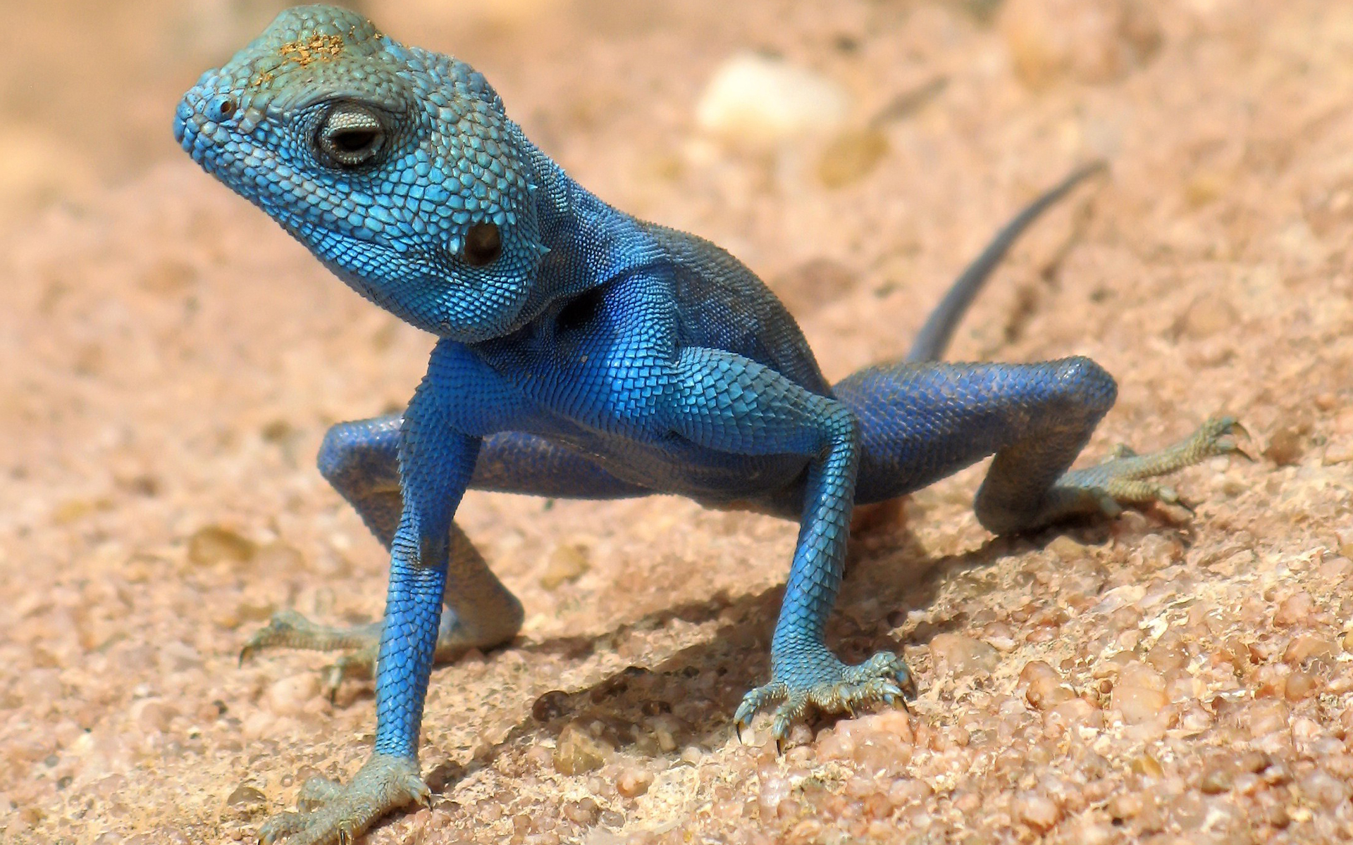 Free download wallpaper Animal, Lizard on your PC desktop