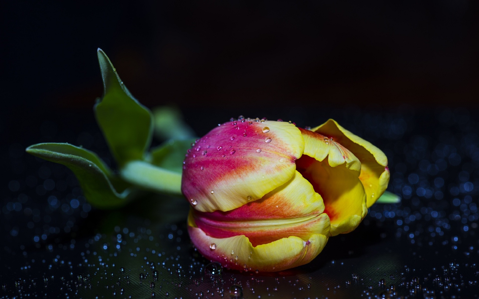 Baixe gratuitamente a imagem Flores, Tulipa, Terra/natureza, Gota De Água na área de trabalho do seu PC