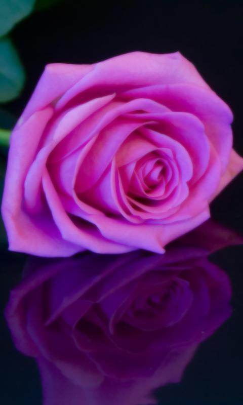 Скачать картинку Отражение, Роза, Земля/природа, Розовый Цветок, Розовая Роза, Флауэрсы в телефон бесплатно.