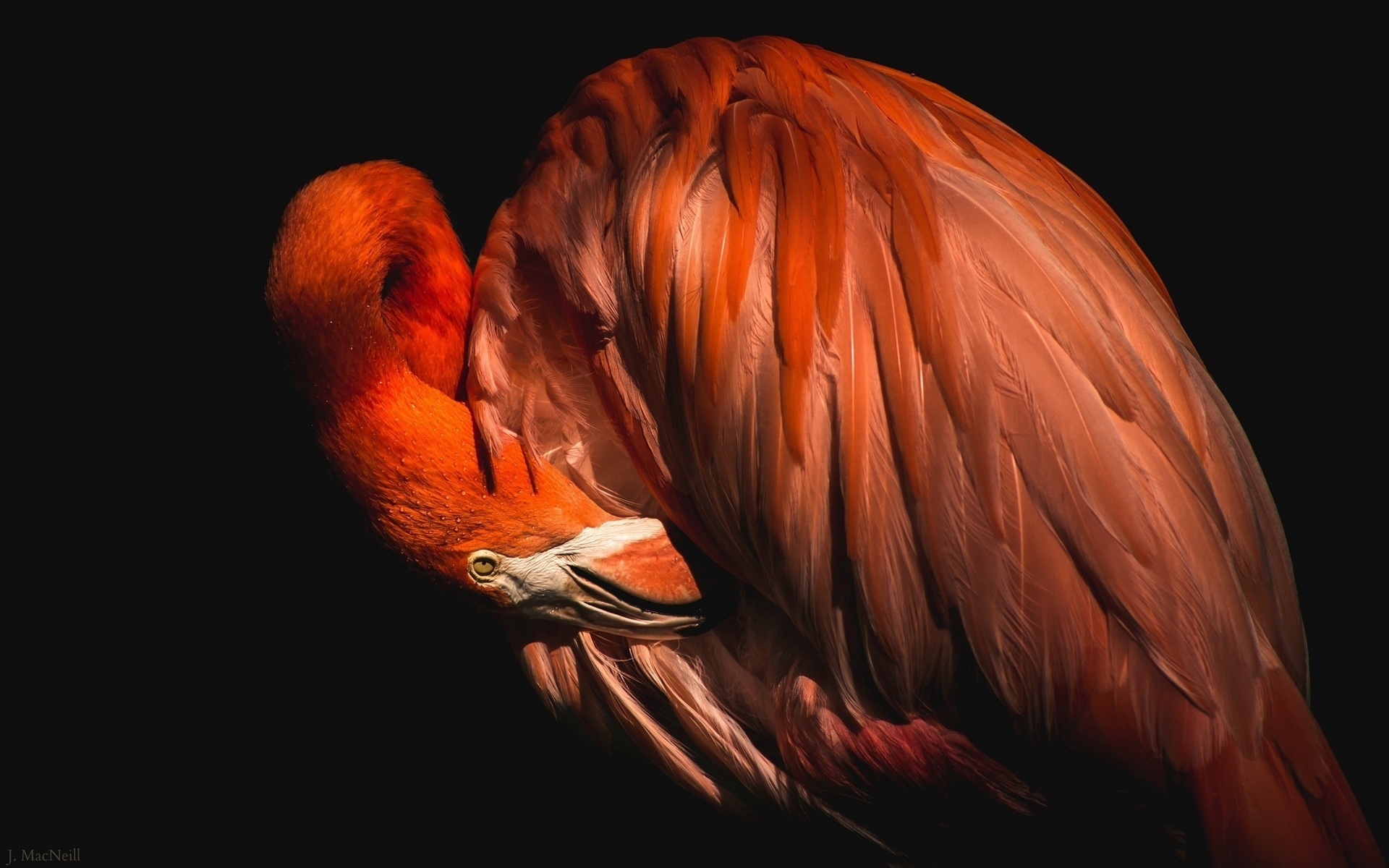 Descarga gratuita de fondo de pantalla para móvil de Flamenco, Aves, Animales.