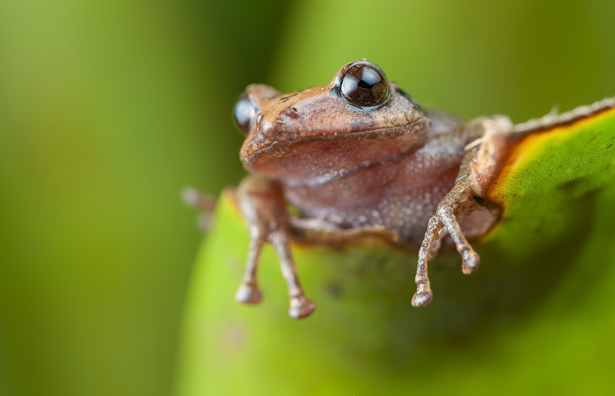 Laden Sie das Tiere, Frösche, Frosch, Amphibie-Bild kostenlos auf Ihren PC-Desktop herunter