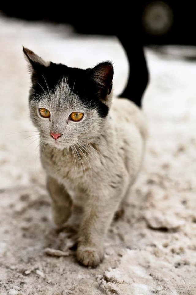 Baixar papel de parede para celular de Animais, Gatos, Gato gratuito.