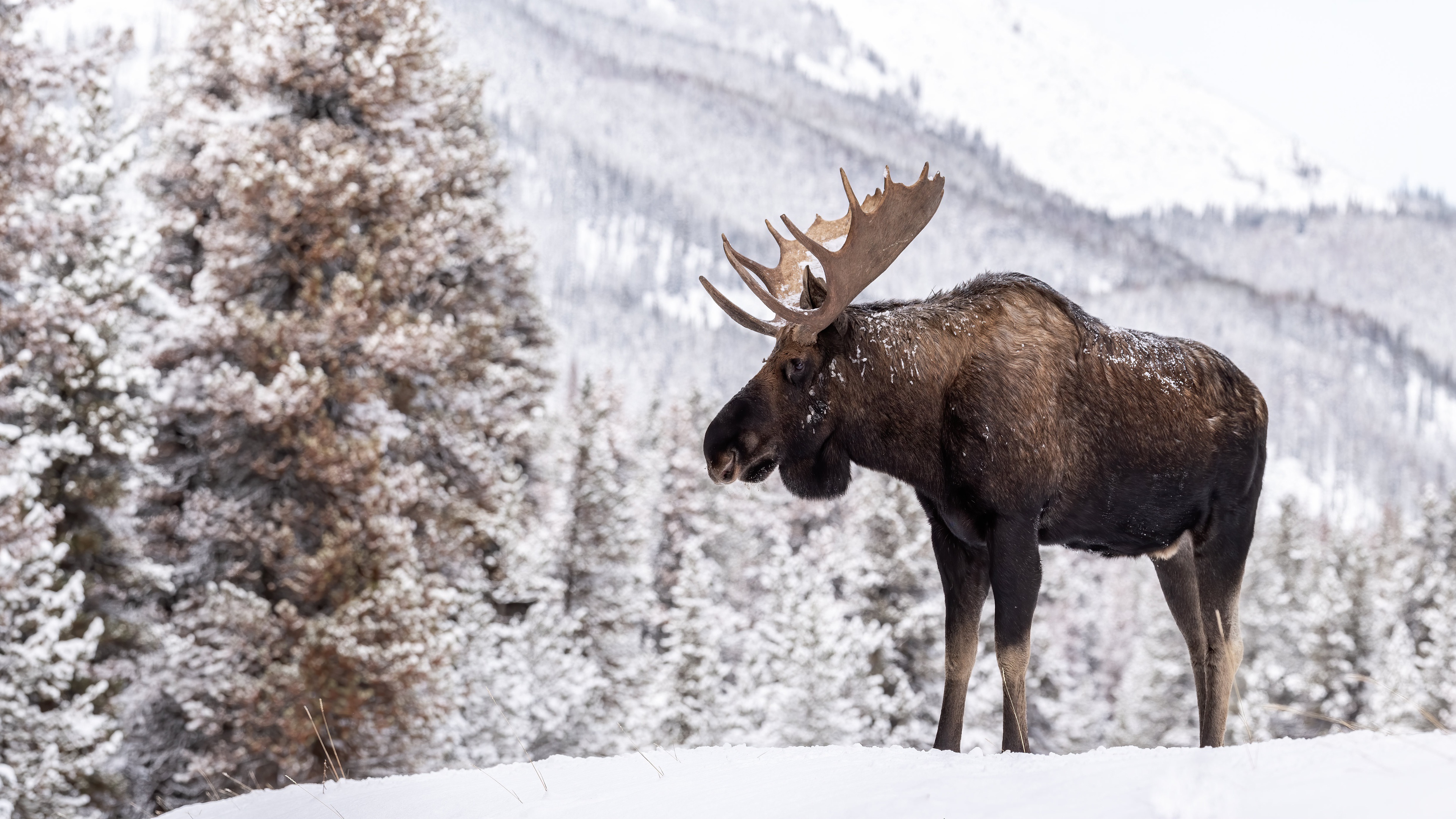 Free download wallpaper Winter, Snow, Animal, Moose on your PC desktop