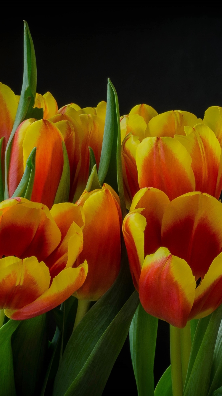 Téléchargez des papiers peints mobile Fleurs, Fleur, Fermer, Terre, Tulipe, Terre/nature gratuitement.