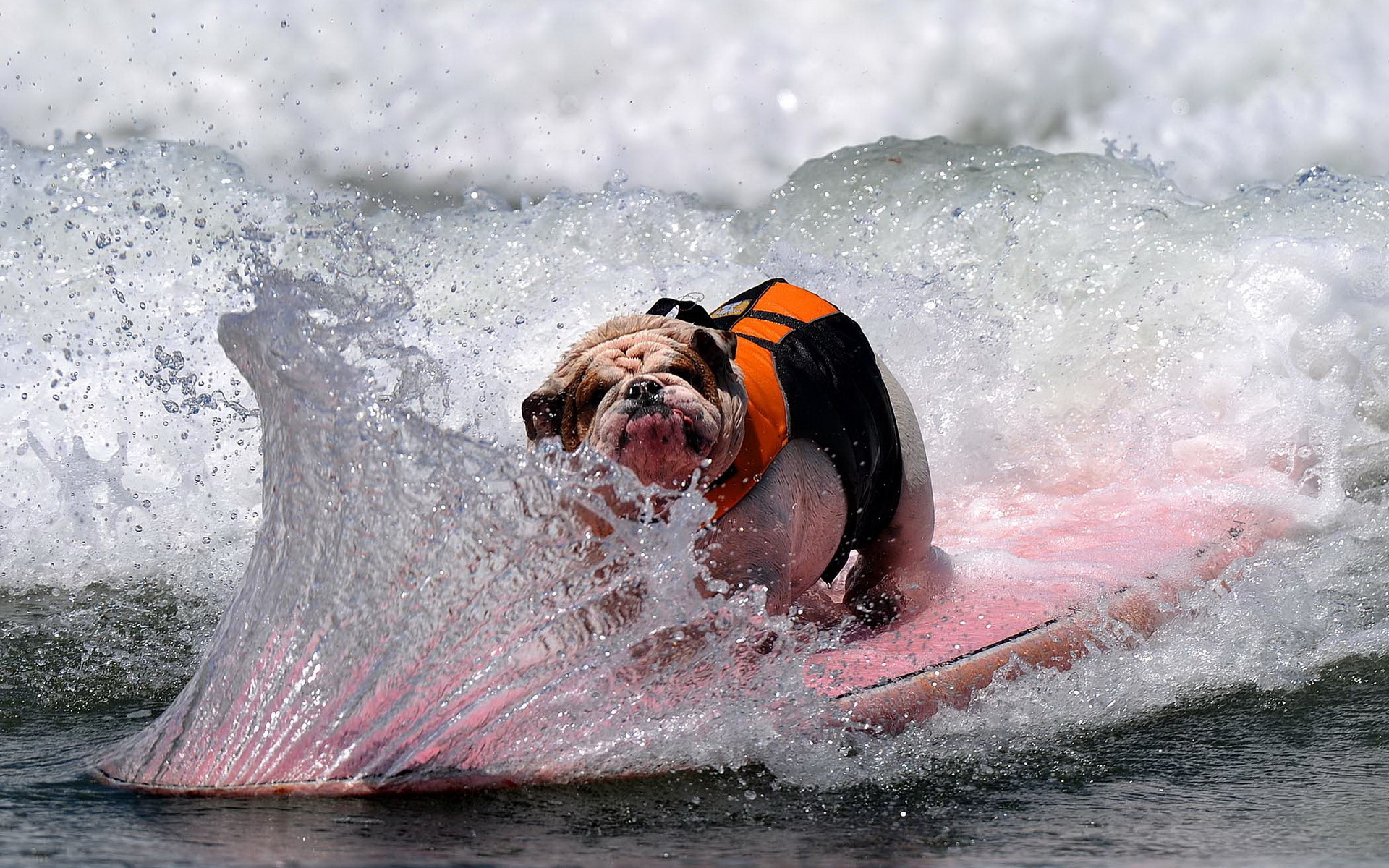 Download mobile wallpaper Funny, Sea, Dog, Ocean, Animal, Wave, Surfing, Humor for free.
