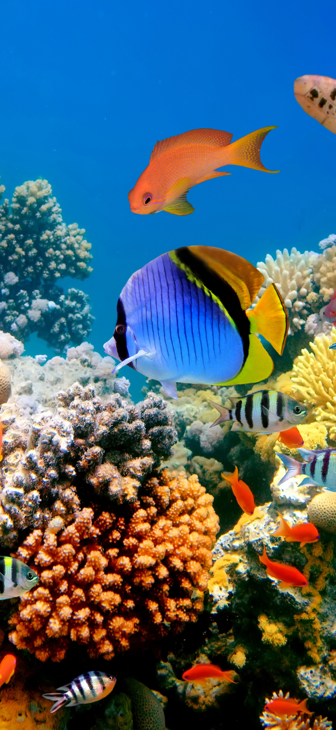 underwater, fishes, coral reef, animal, fish Full HD