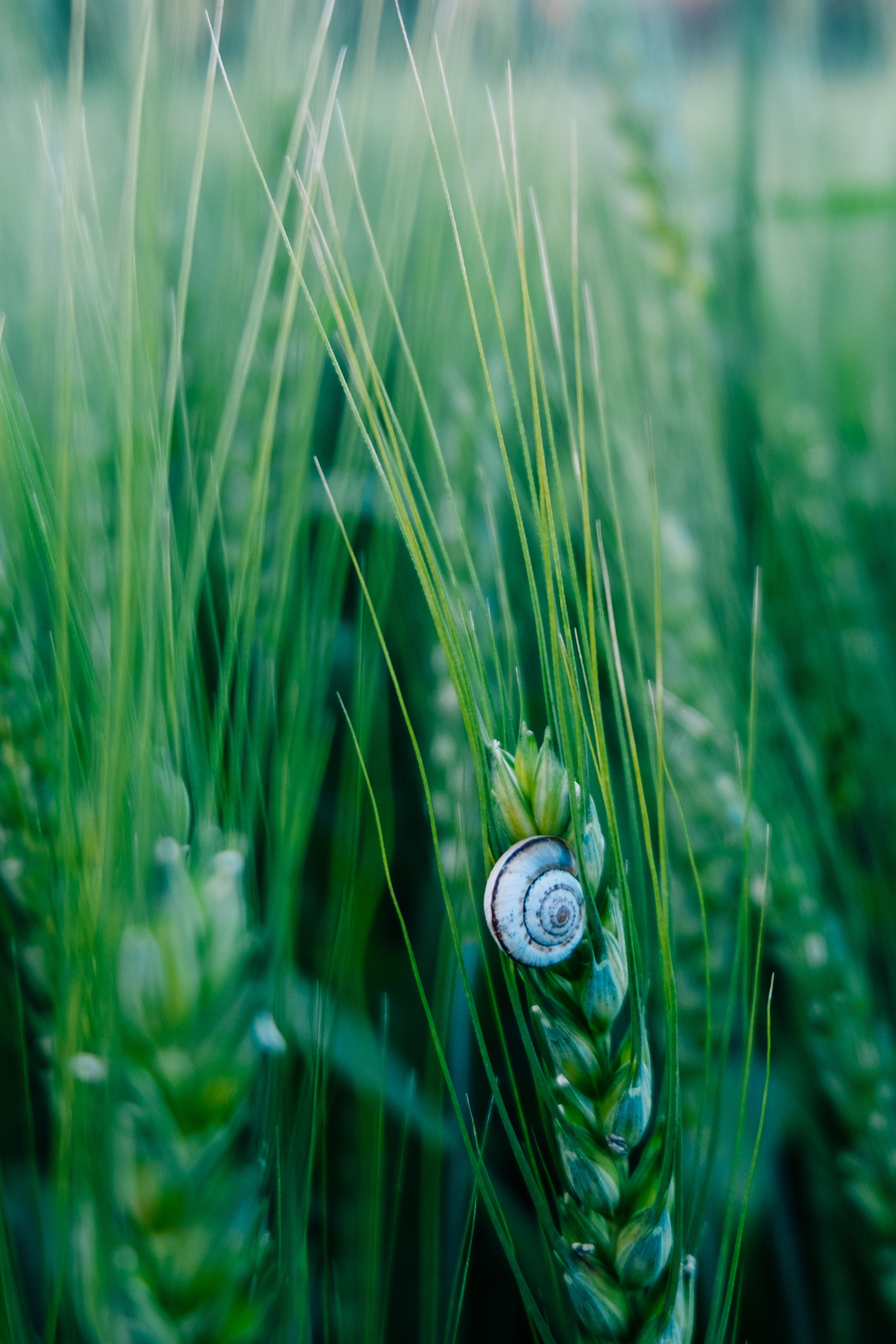 snail, grass, green, macro, ears, spikes, carapace, shell