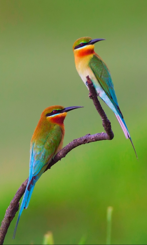 Download mobile wallpaper Birds, Animal, Bee Eater for free.