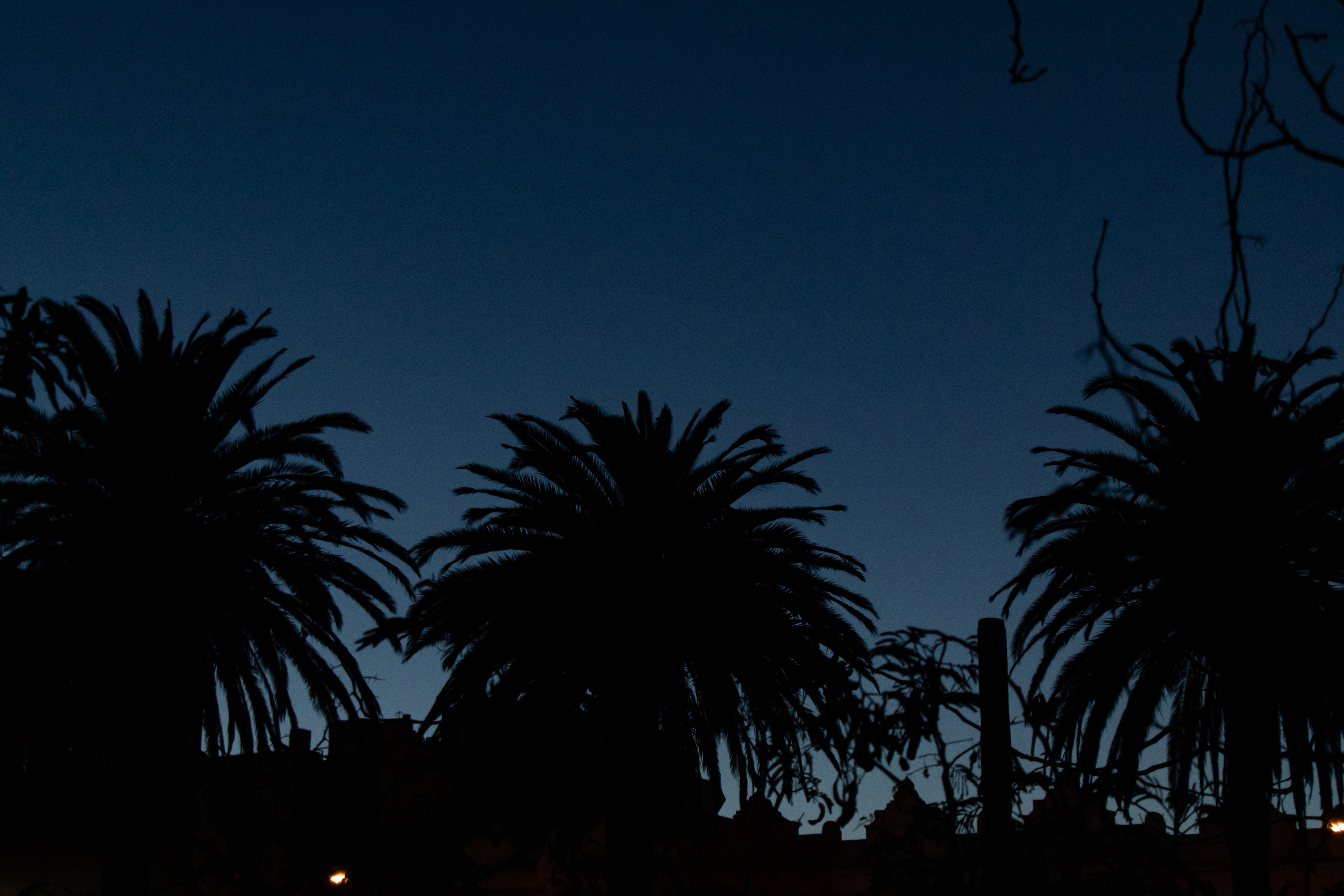 night, palms, dark, silhouettes, outlines