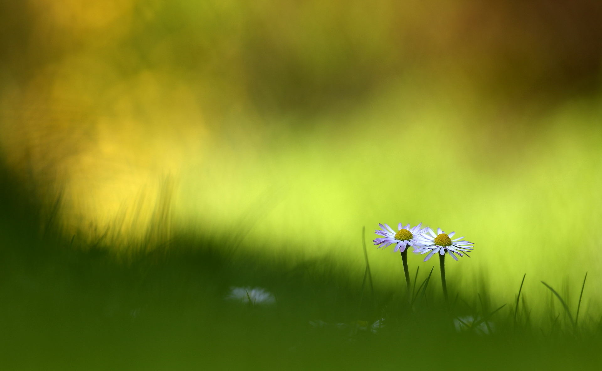 Download mobile wallpaper Nature, Flowers, Grass, Flower, Earth, Daisy, White Flower for free.