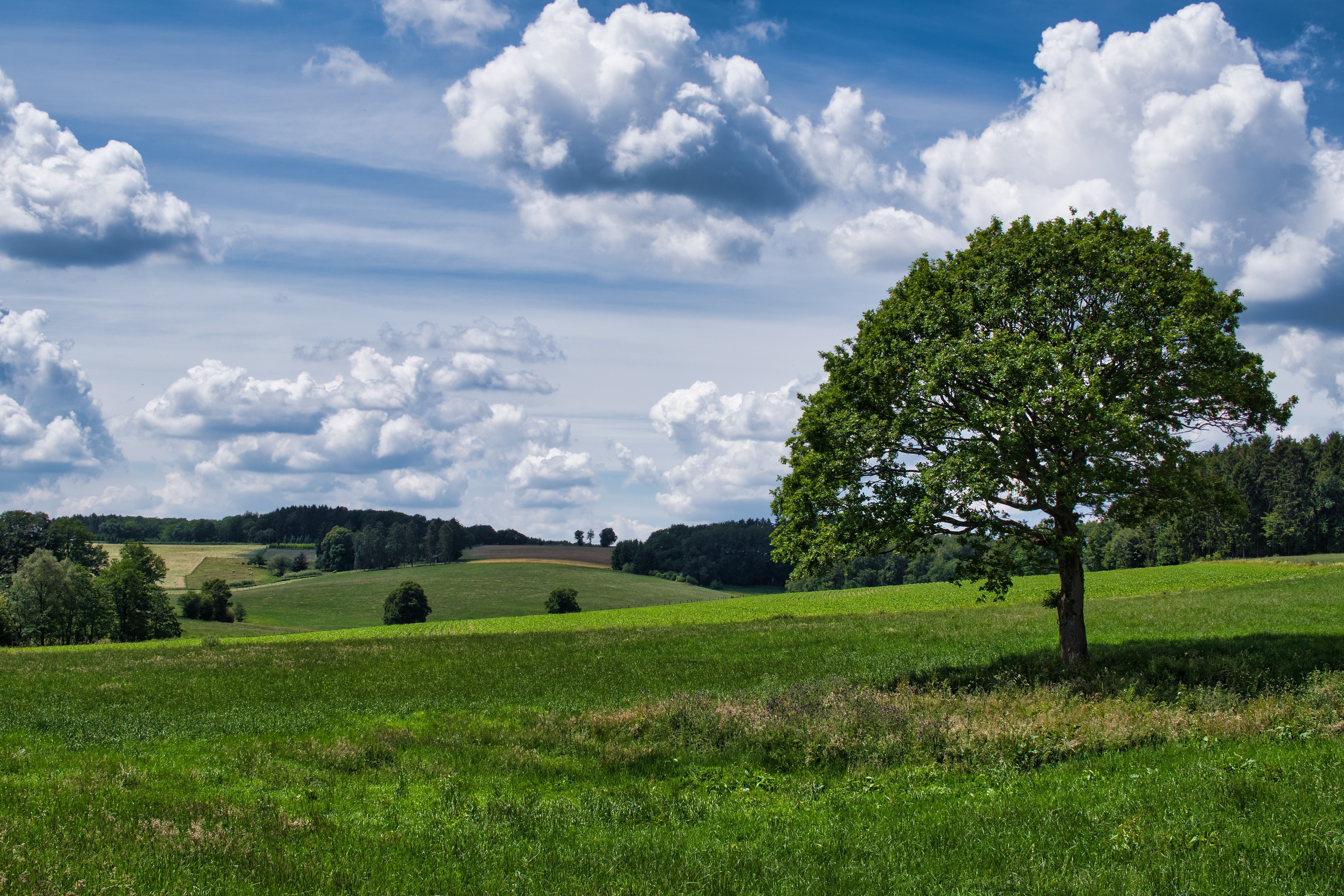 Handy-Wallpaper Feld, Baum, Clouds, Sky, Holz, Grass, Natur kostenlos herunterladen.