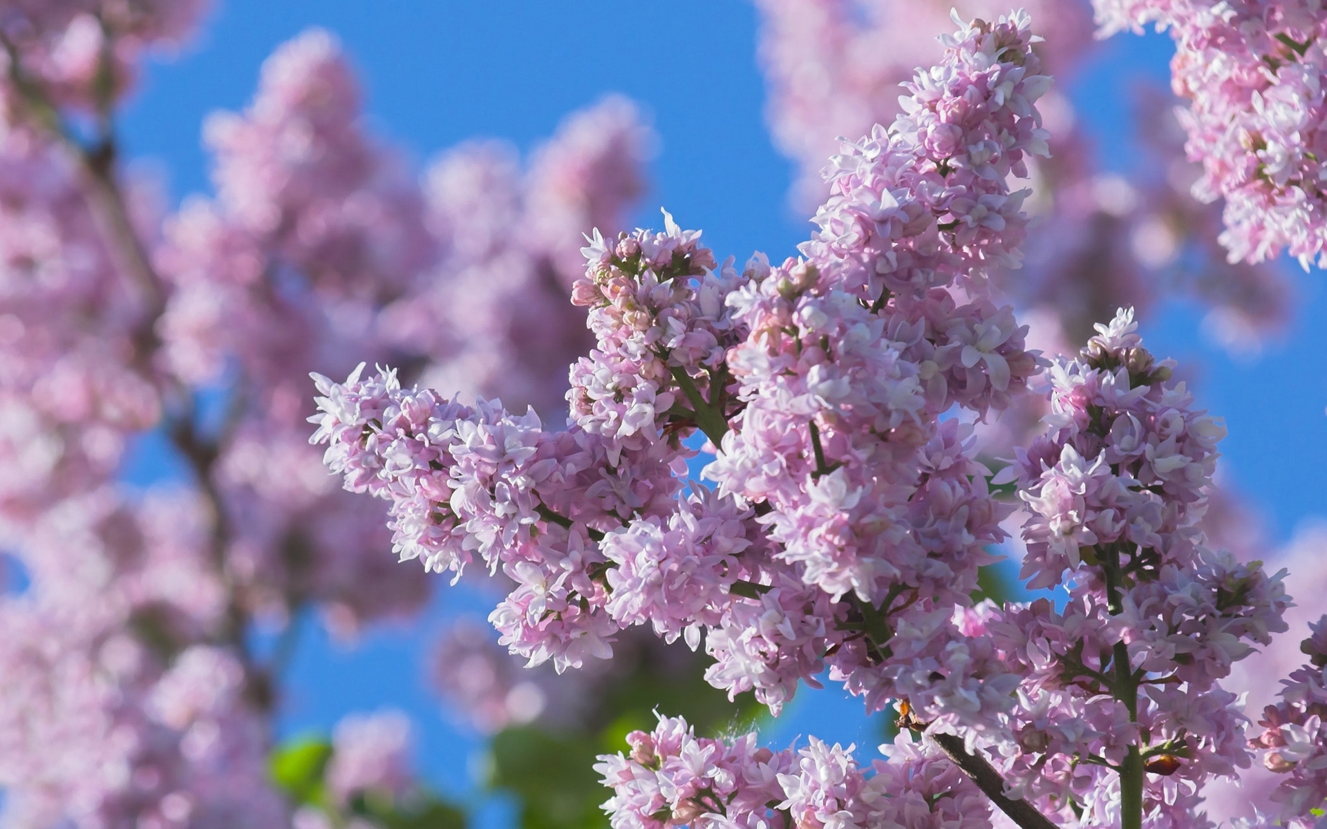 Baixe gratuitamente a imagem Plantas, Flores, Árvores na área de trabalho do seu PC