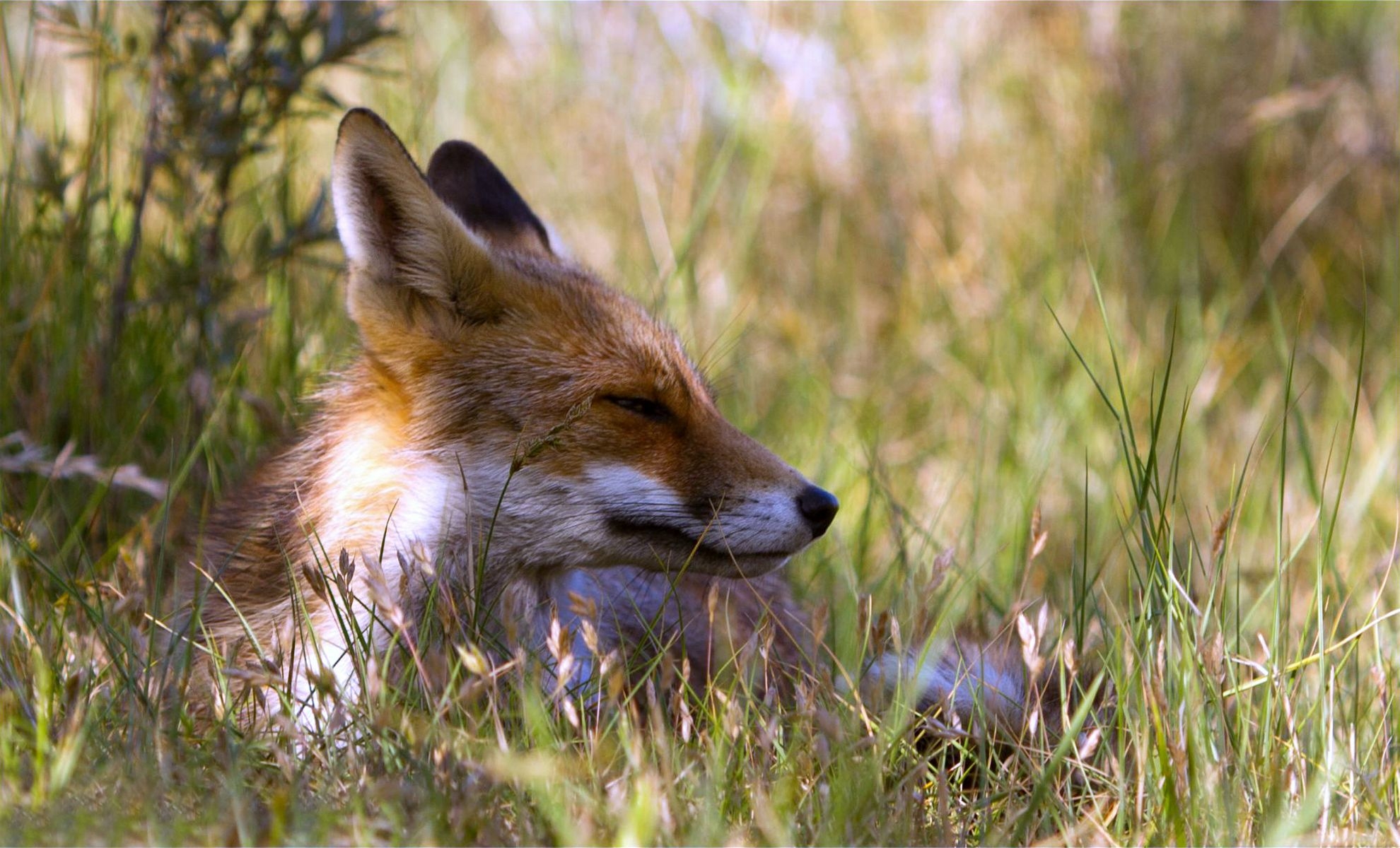 Download mobile wallpaper Lie, Animals, To Lie Down, Grass, Fox for free.