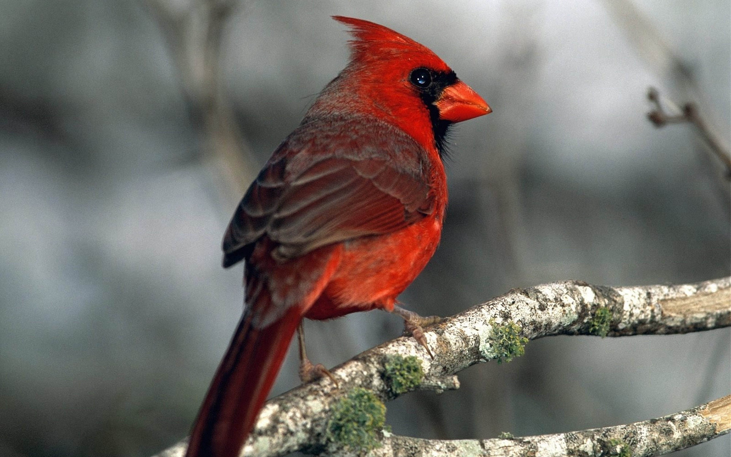 Téléchargez des papiers peints mobile Cardinal, Oiseau, Des Oiseaux, Animaux gratuitement.