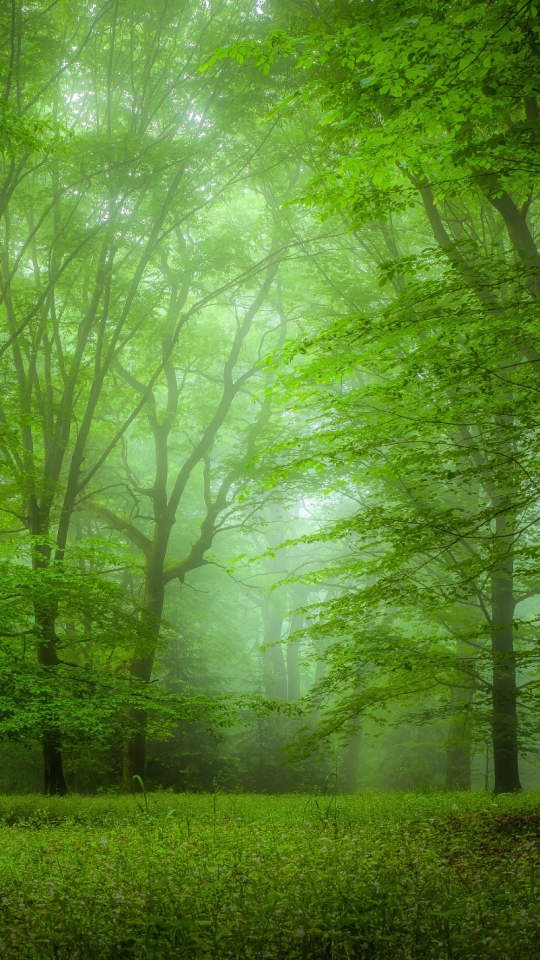 Скачать картинку Природа, Лес, Дерево, Туман, Зеленый, Земля/природа в телефон бесплатно.
