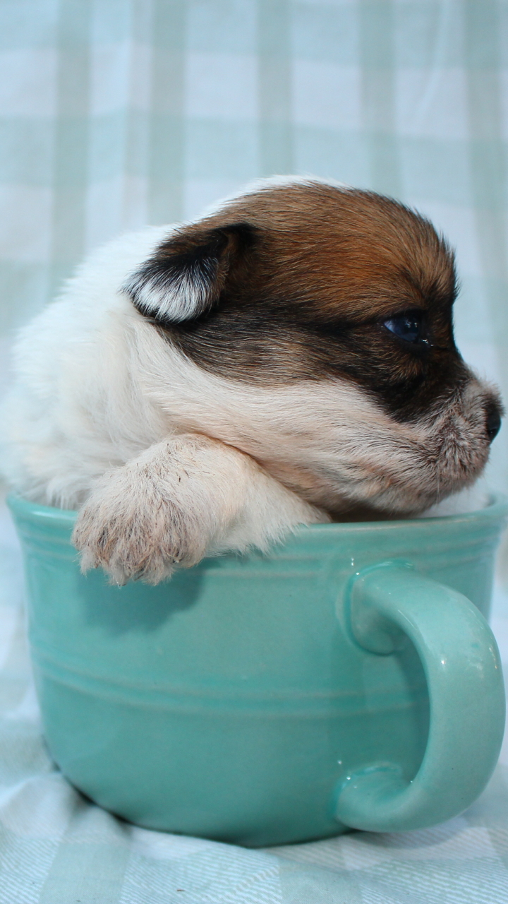 無料モバイル壁紙動物, 犬, 子犬, 可愛い, 赤ちゃん動物をダウンロードします。