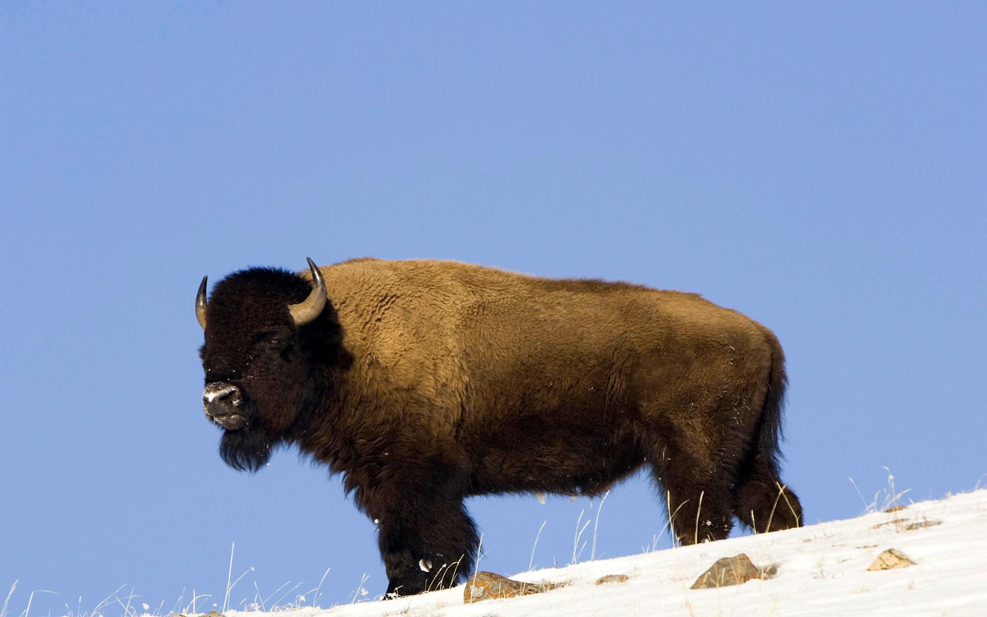 Download mobile wallpaper Animal, American Bison for free.