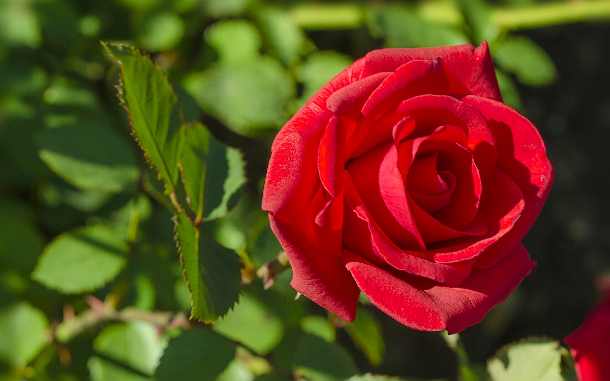 無料モバイル壁紙フラワーズ, 大きい, 薔薇, 地球, 花弁, 赤いバラをダウンロードします。