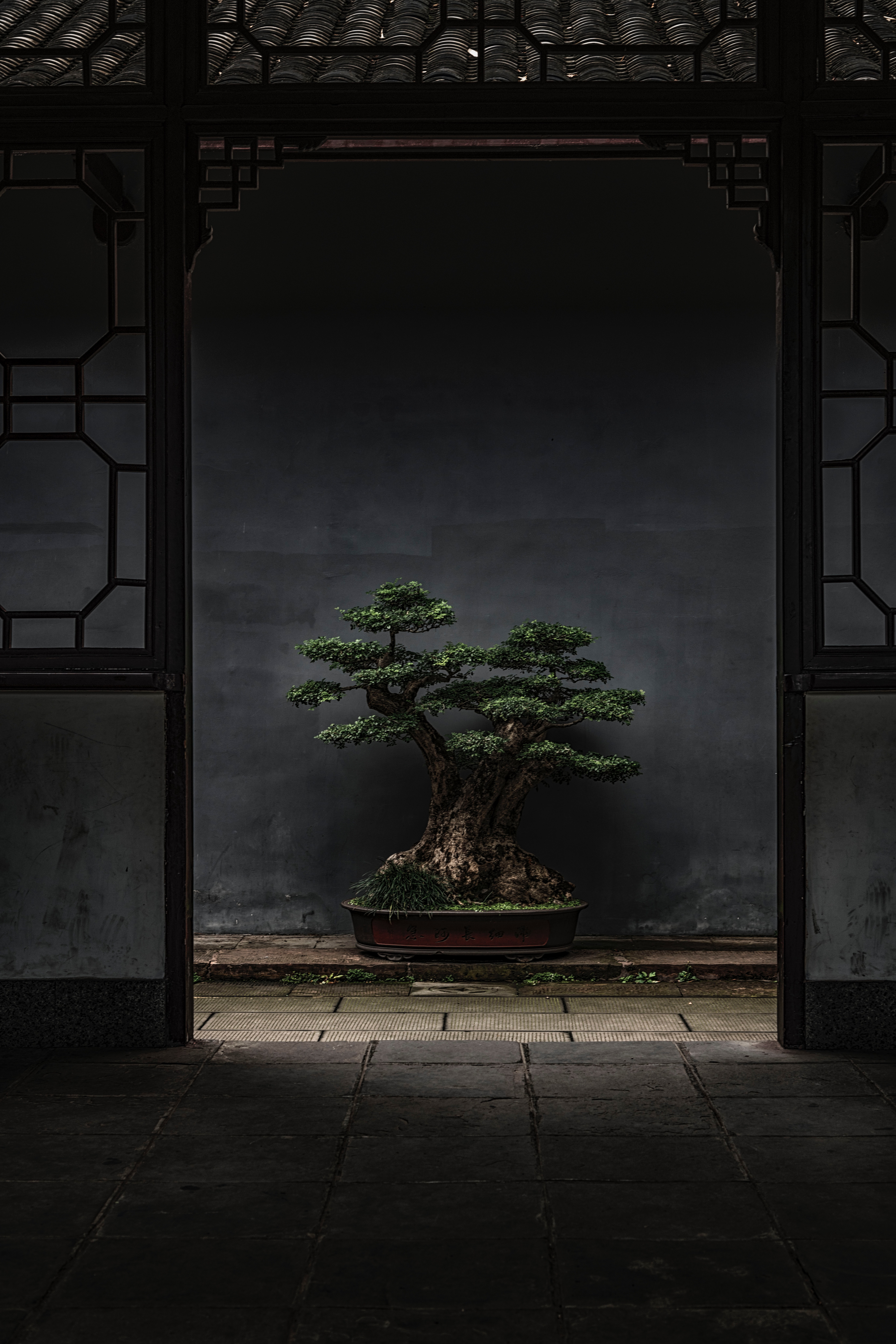 bonsai, plant, miscellaneous, miscellanea, wood, tree, door, decorative