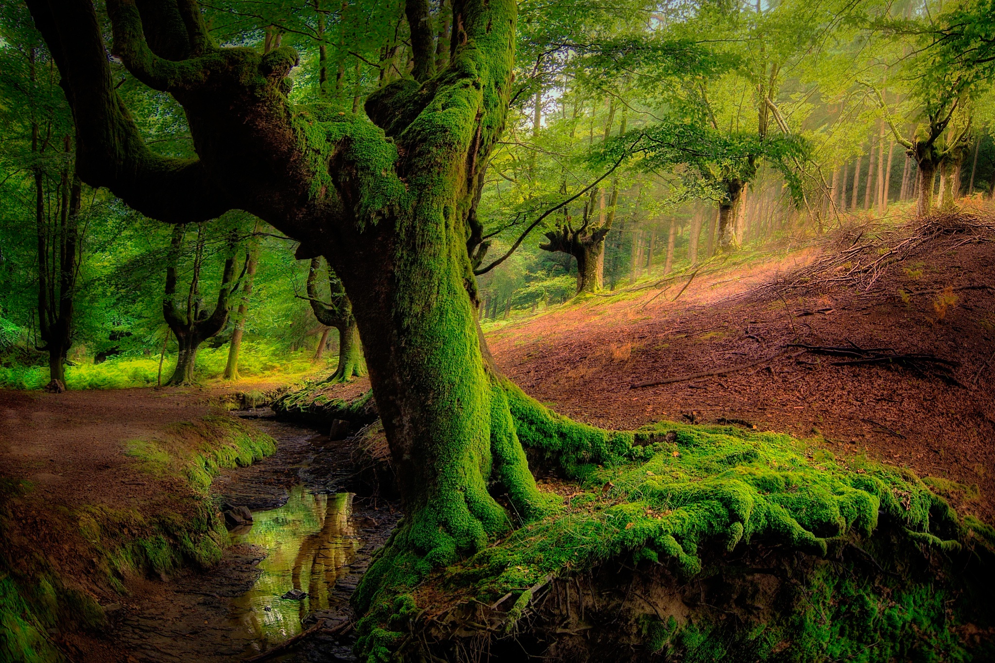 Download mobile wallpaper Nature, Forest, Tree, Earth, Moss, Greenery for free.