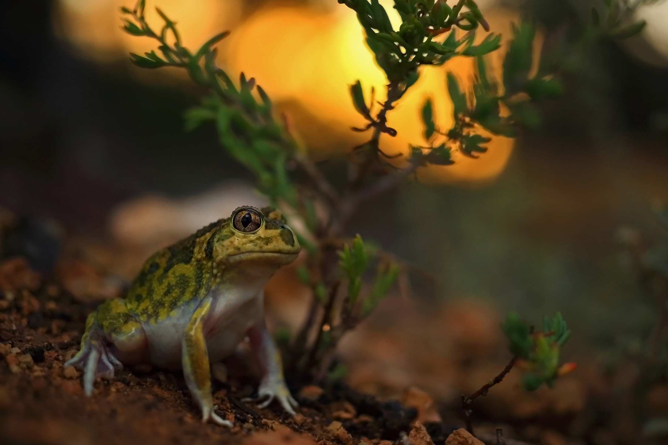 Free download wallpaper Frogs, Animal, Frog, Amphibian on your PC desktop
