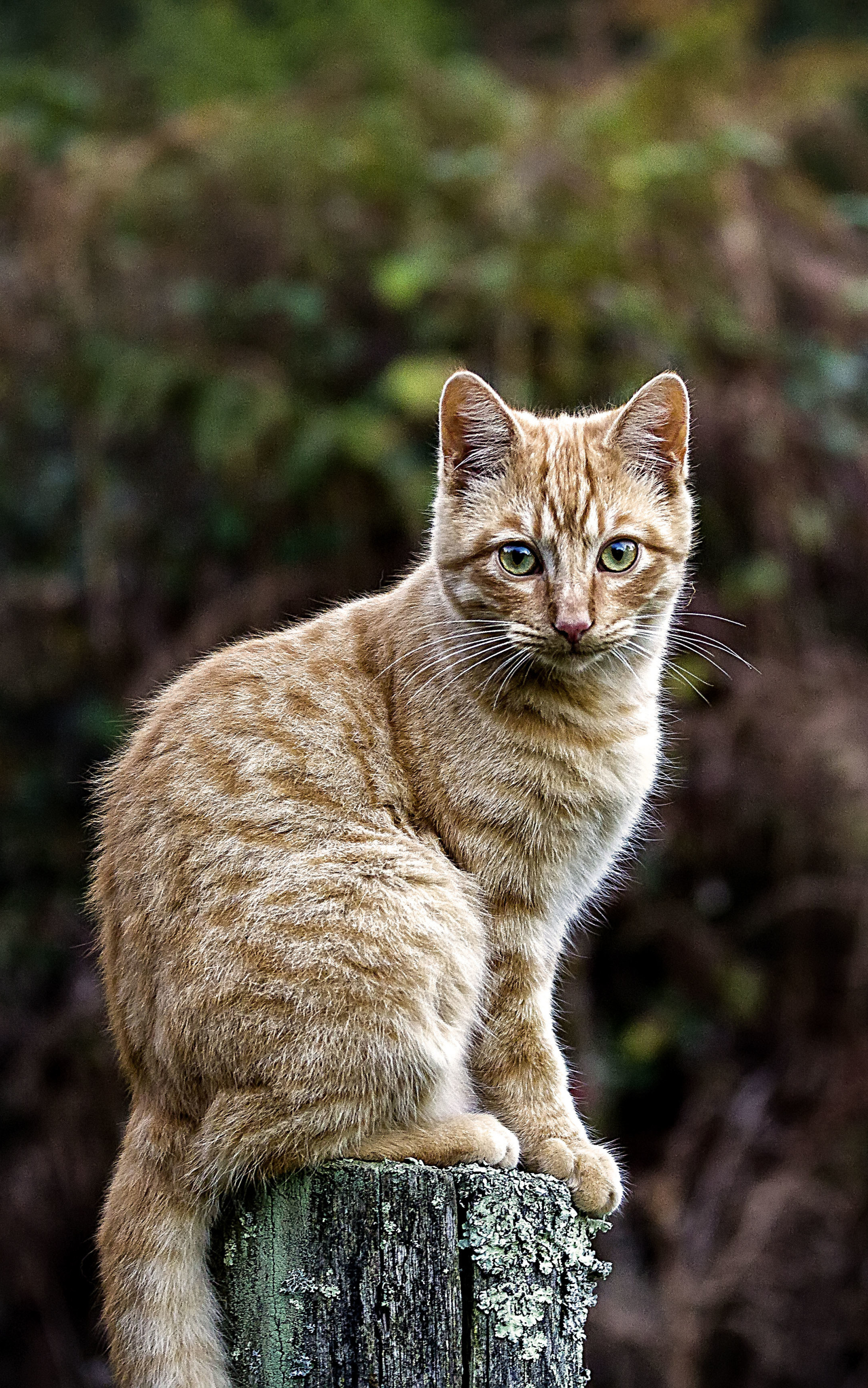 Baixar papel de parede para celular de Animais, Gatos, Gato, Olhar Fixamente gratuito.