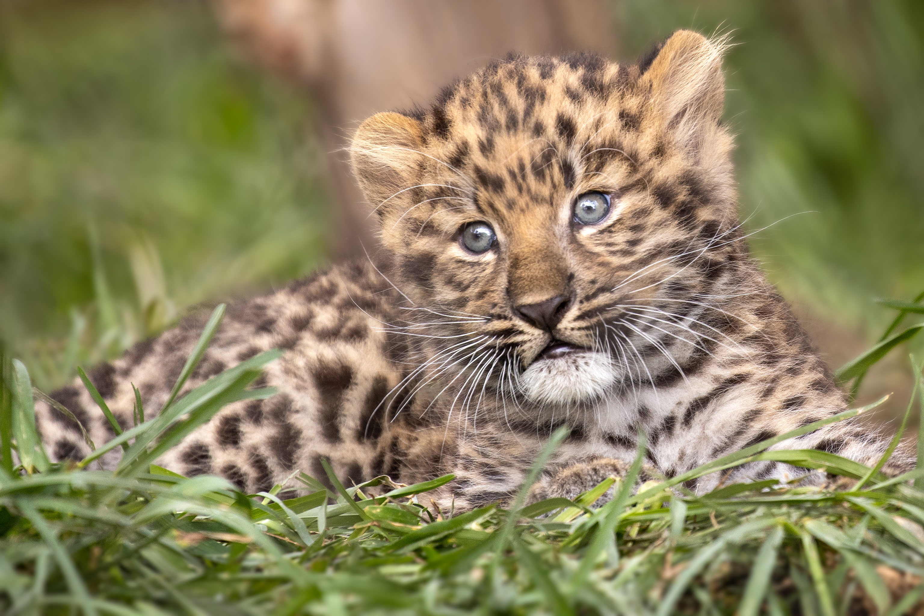 Laden Sie das Tiere, Katzen, Leopard, Gras, Jungtier-Bild kostenlos auf Ihren PC-Desktop herunter