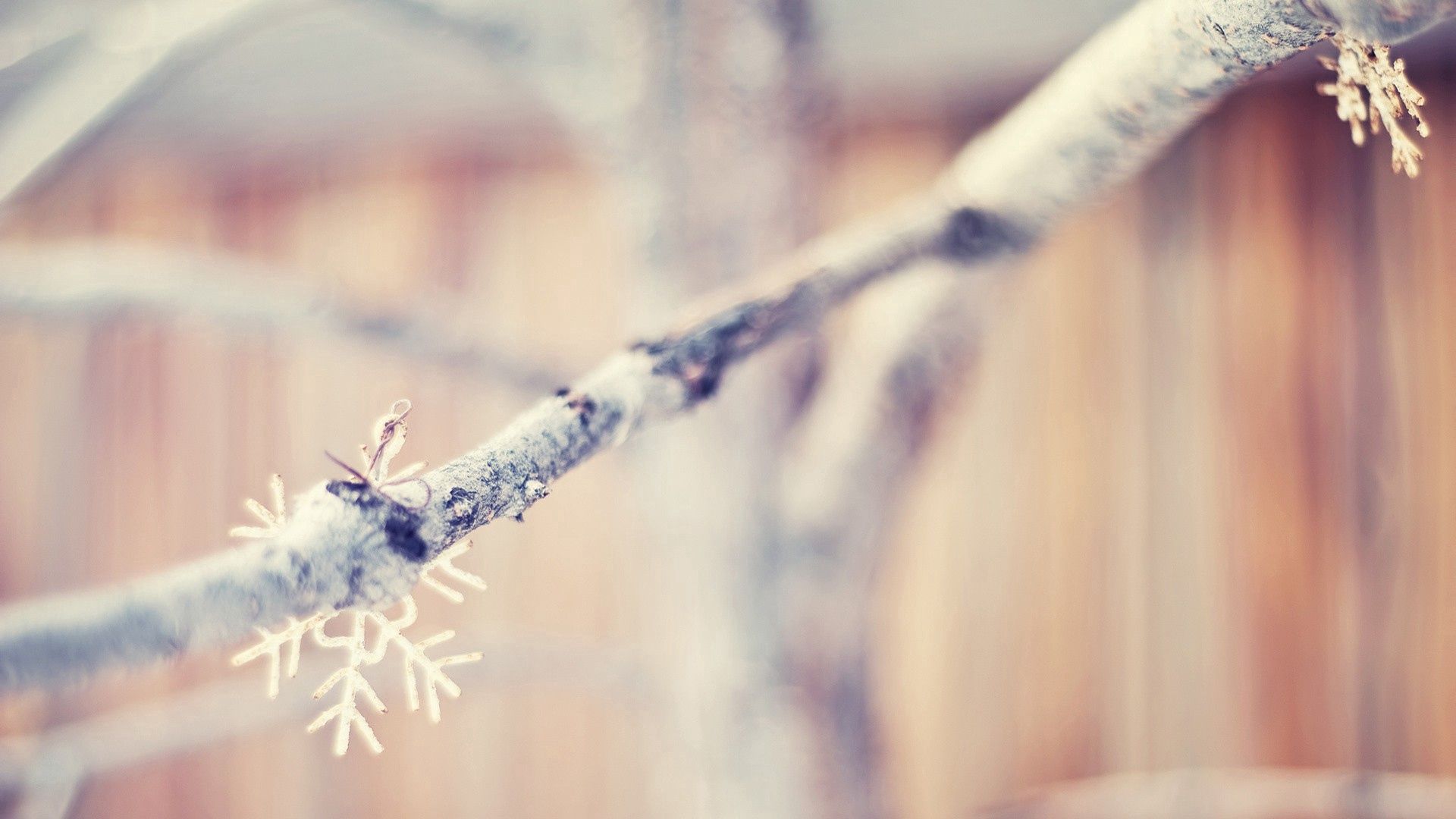 winter, snowflakes, macro, branch