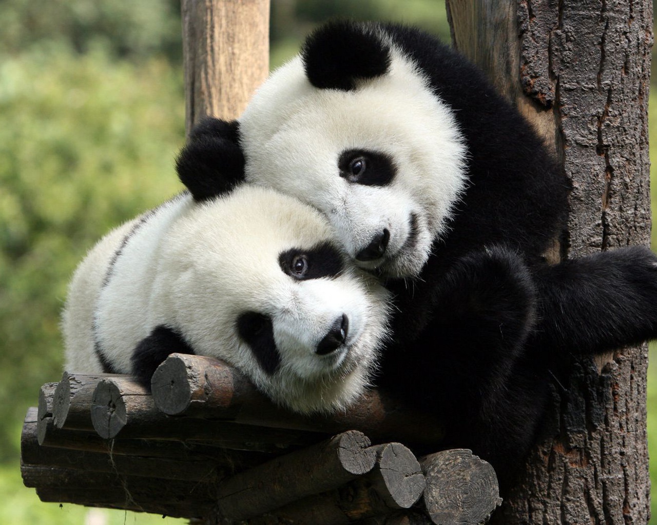 Descarga gratuita de fondo de pantalla para móvil de Pandas, Animales.