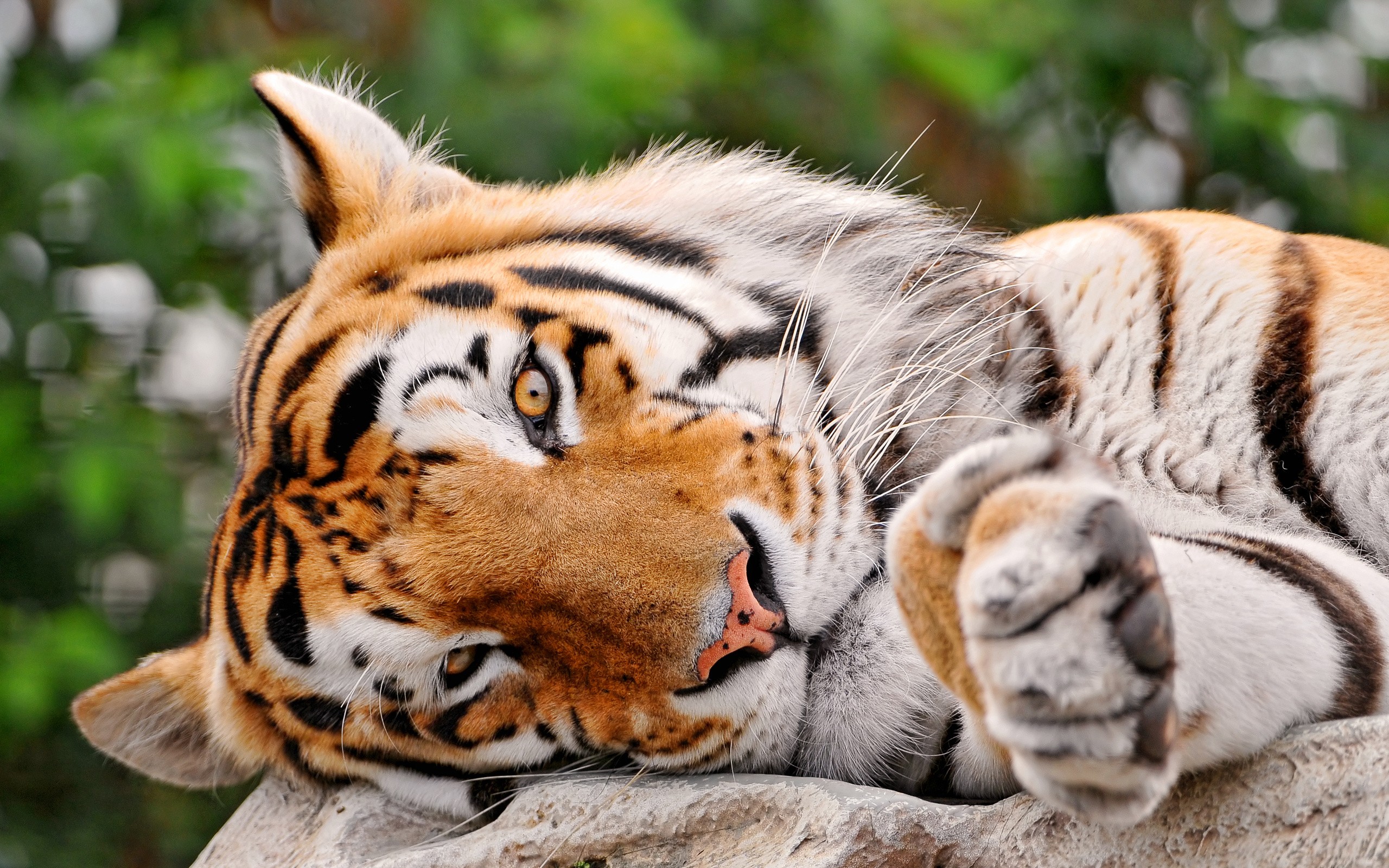 Téléchargez des papiers peints mobile Chats, Animaux, Tigre gratuitement.