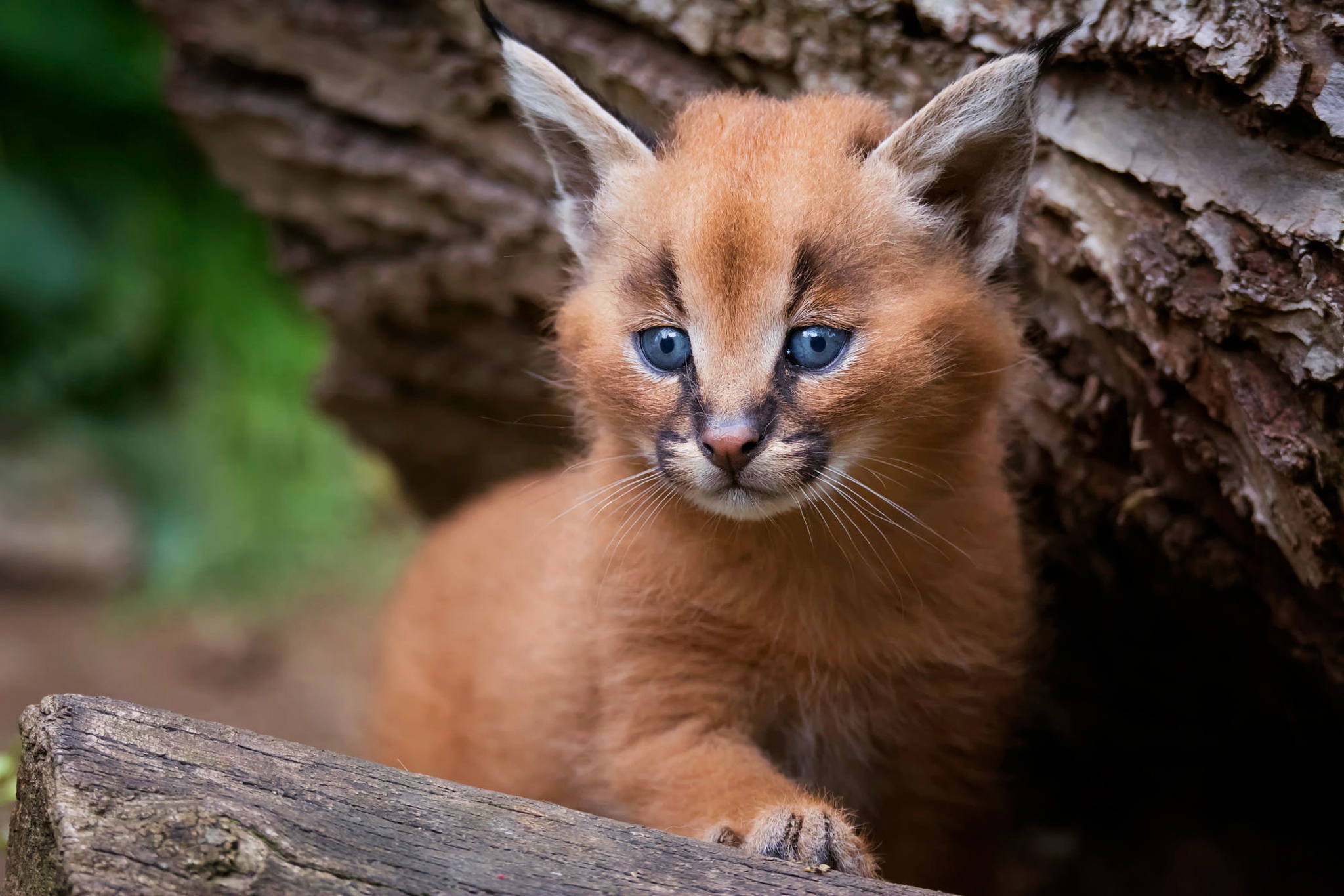 Laden Sie das Tiere, Katzen, Tierbaby, Luchs, Jungtier-Bild kostenlos auf Ihren PC-Desktop herunter