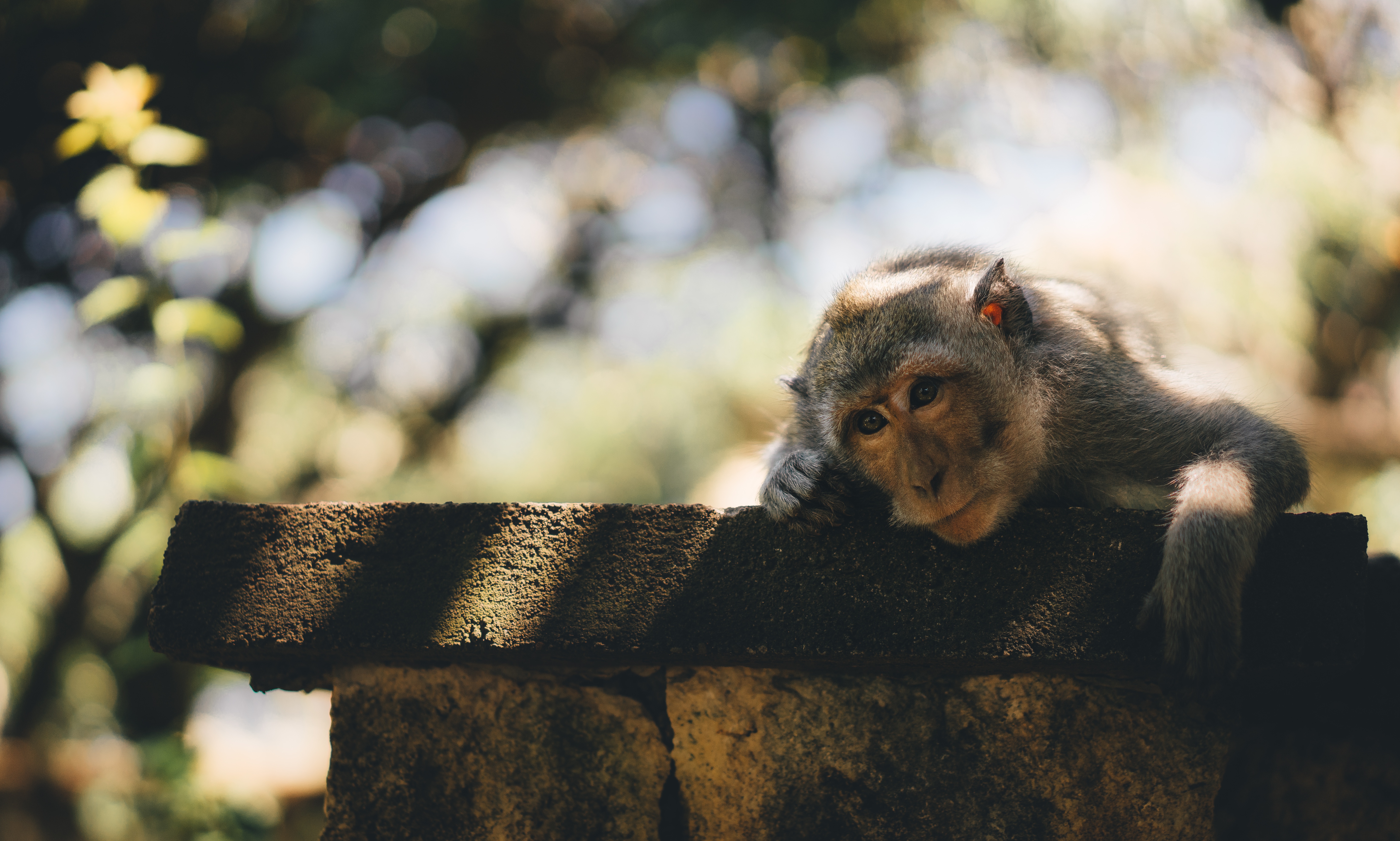 Download mobile wallpaper Monkeys, Monkey, Animal, Bokeh, Primate for free.