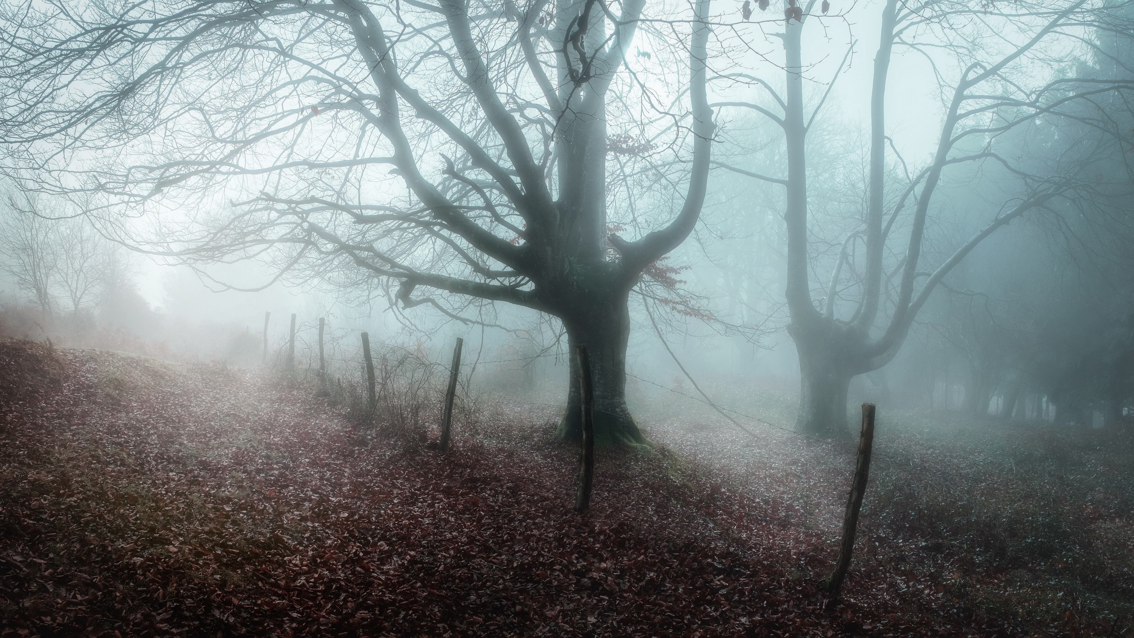 Free download wallpaper Winter, Trees, Tree, Fog, Earth on your PC desktop