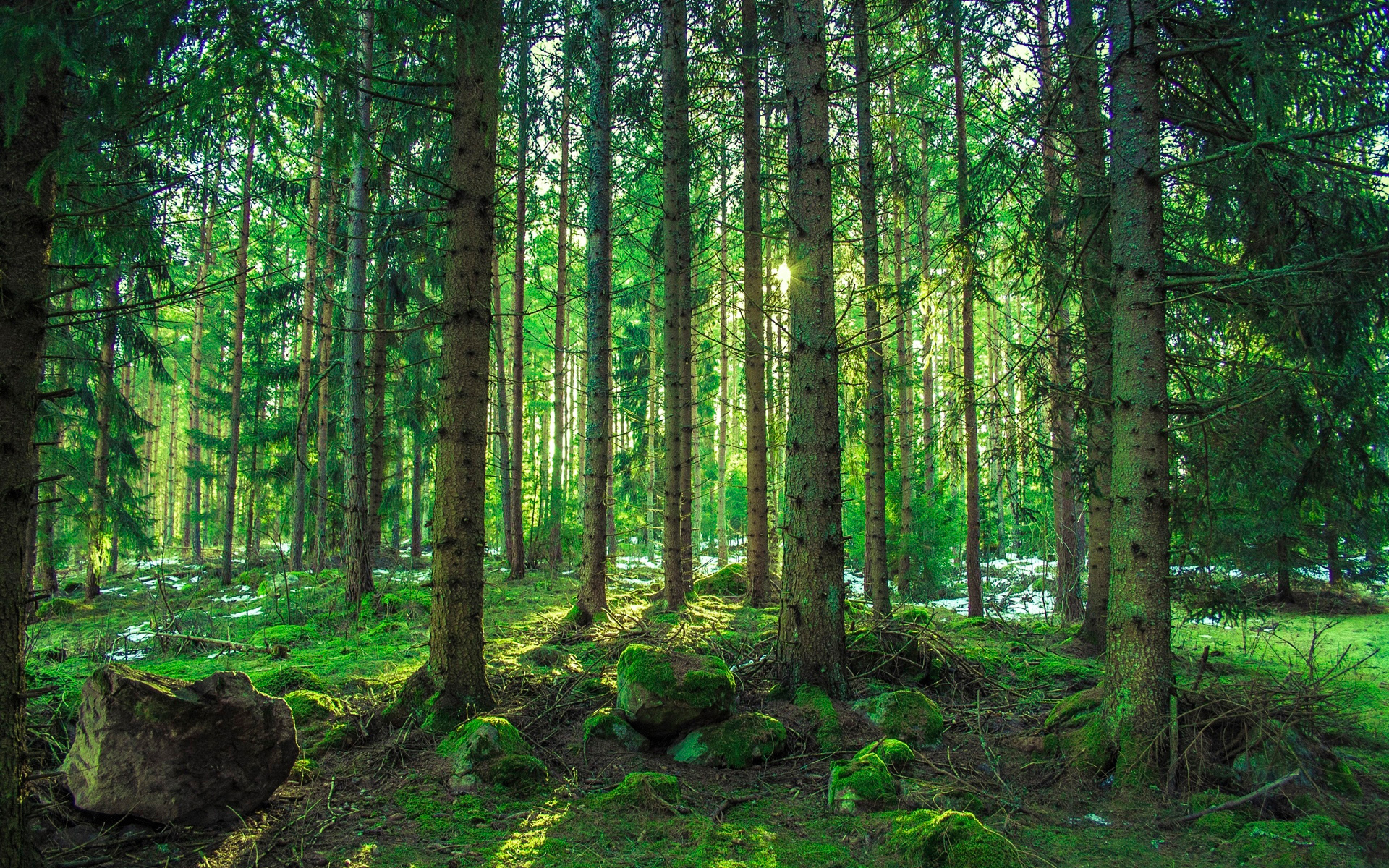 Завантажити шпалери безкоштовно Ліс, Дерево, Земля картинка на робочий стіл ПК