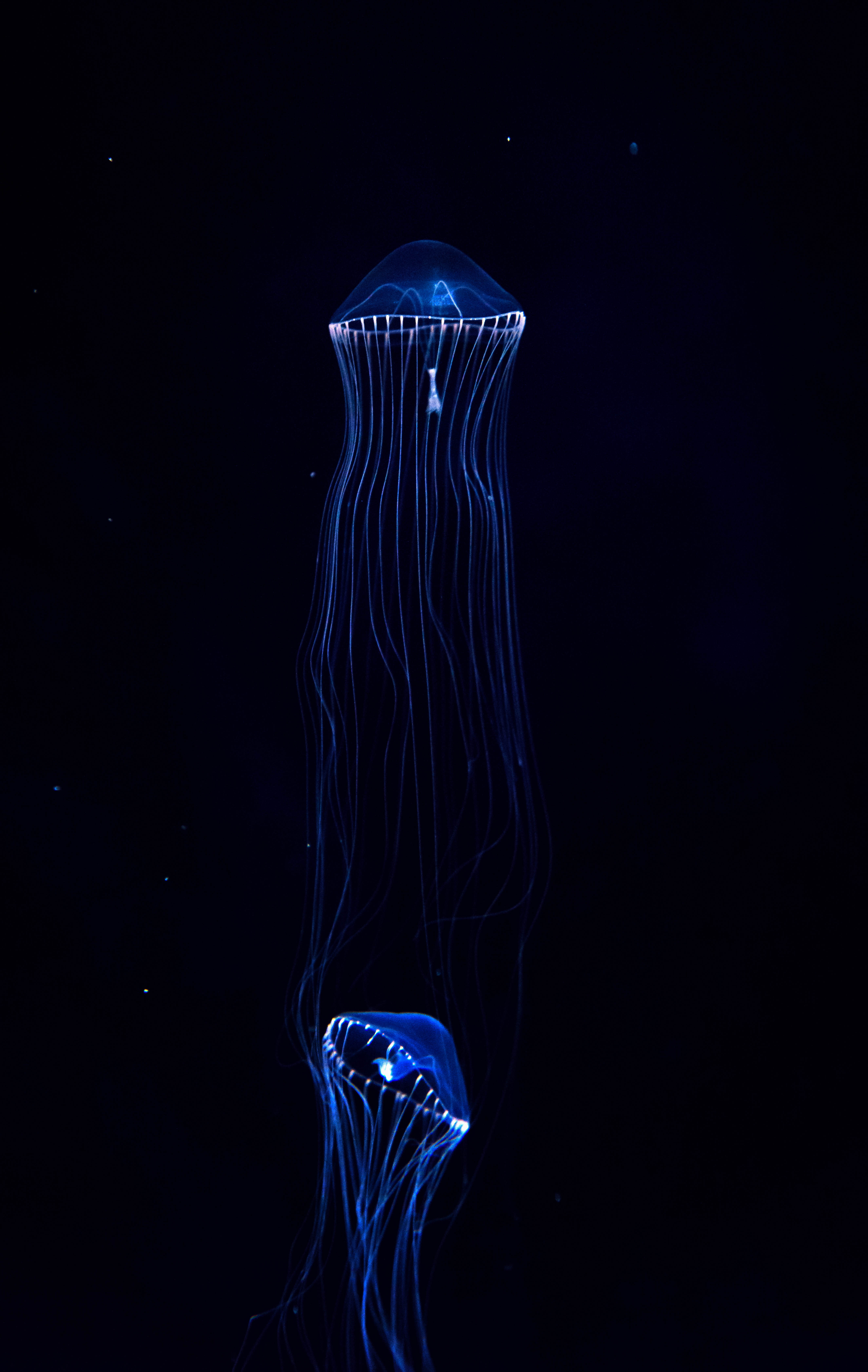 111573 скачать обои подводный мир, медуза, щупальцы, темные, темный - заставки и картинки бесплатно