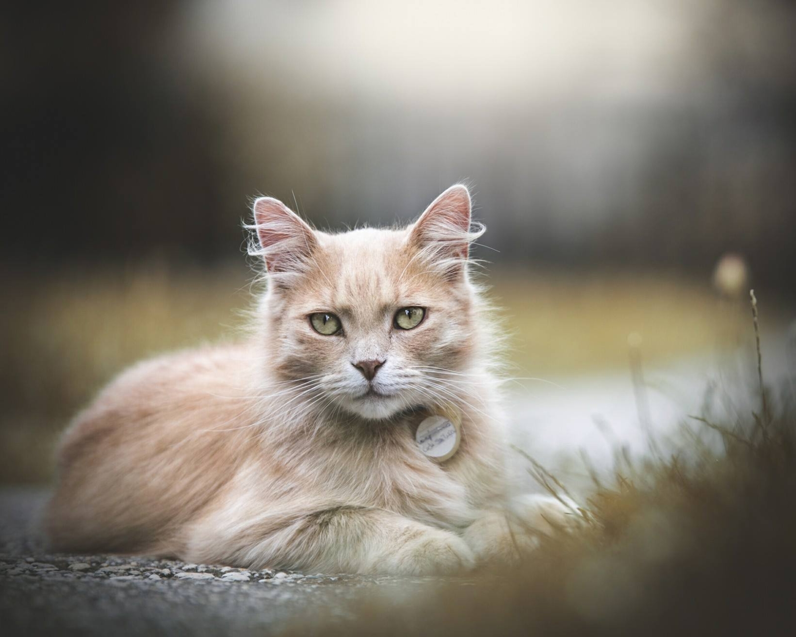 Free download wallpaper Cats, Cat, Animal, Depth Of Field on your PC desktop