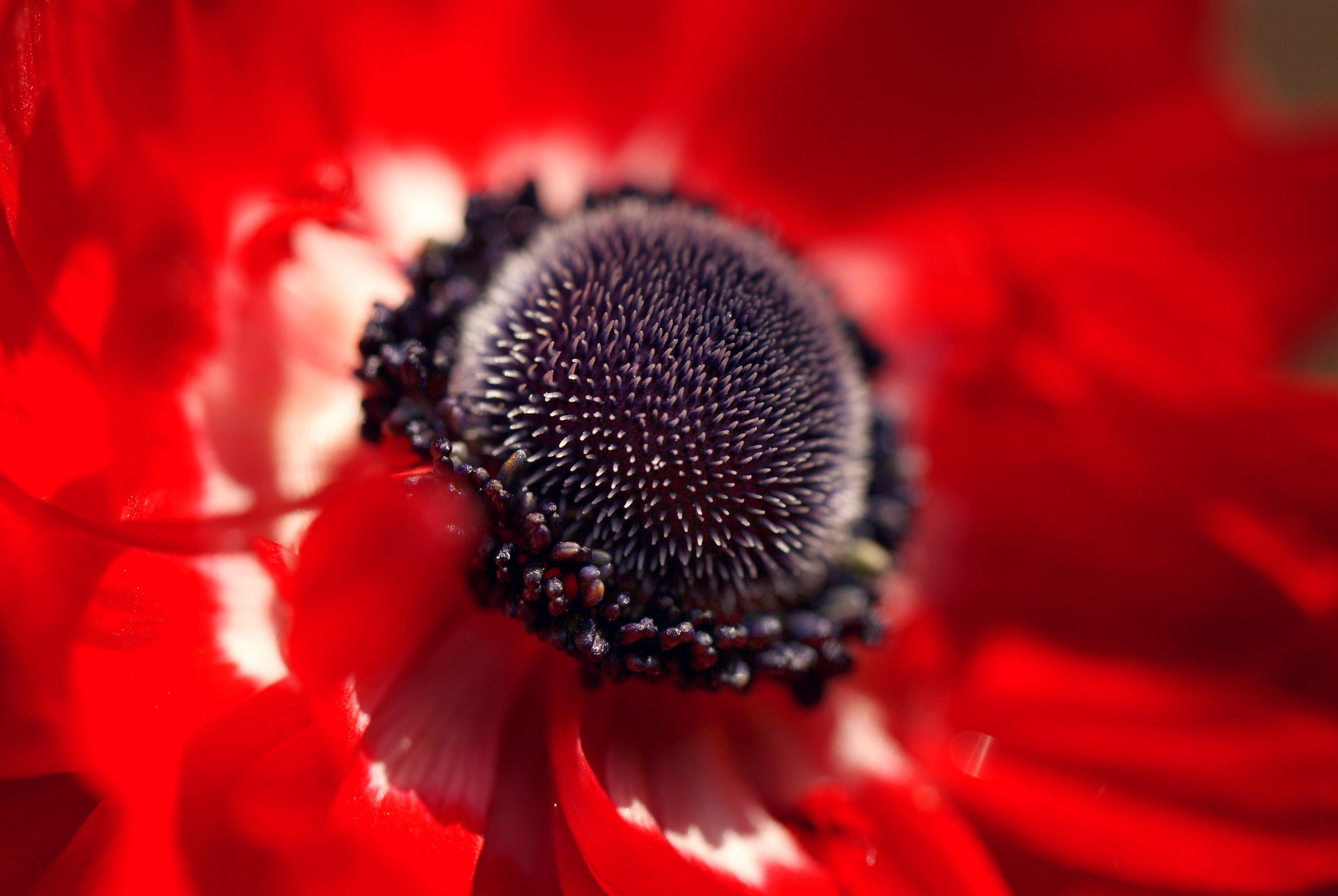 Descarga gratuita de fondo de pantalla para móvil de Flores, Flor, Tierra/naturaleza.